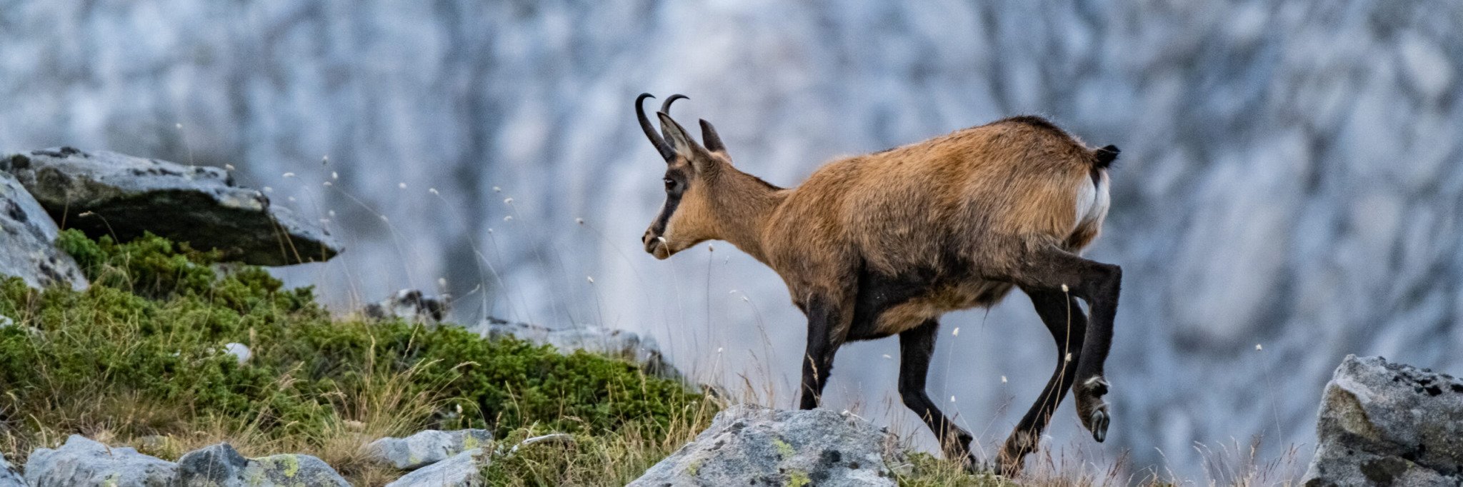 Hunting Trips On Chamois Best Rates And Professional Outfitters Stalker