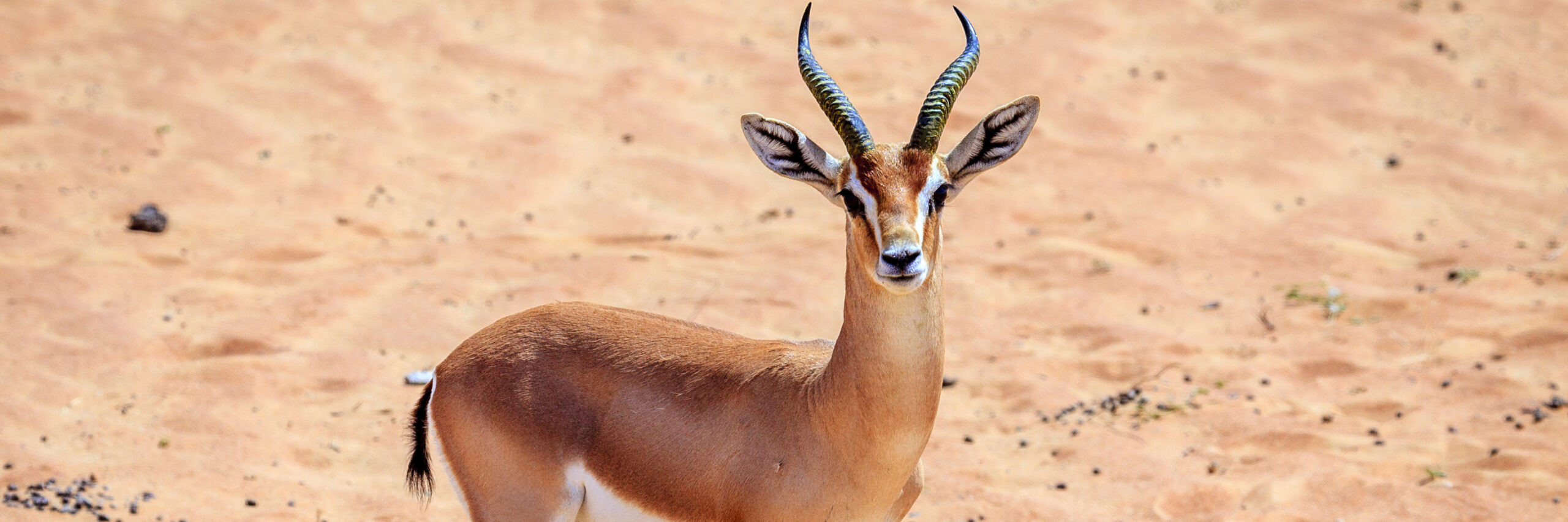 arabian-mountain-gazelle