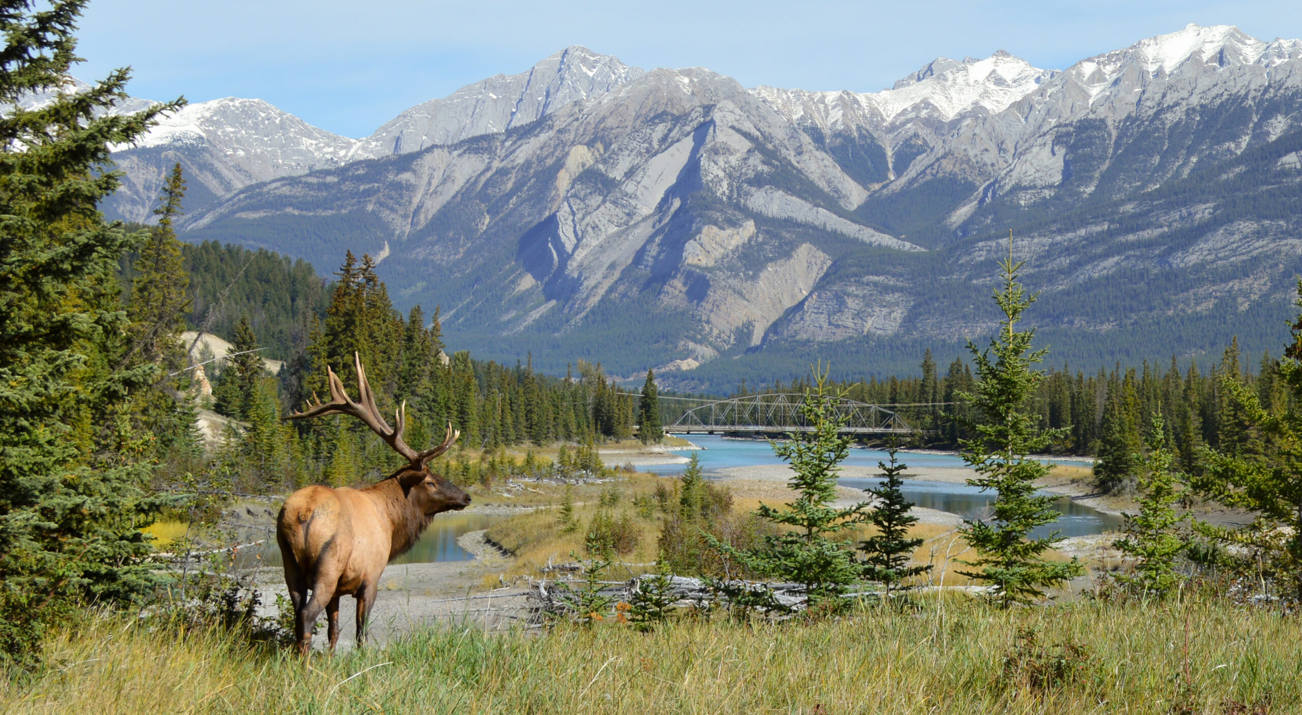 Elk,In,Jasper,National,Park,,Alberta,,Canada
