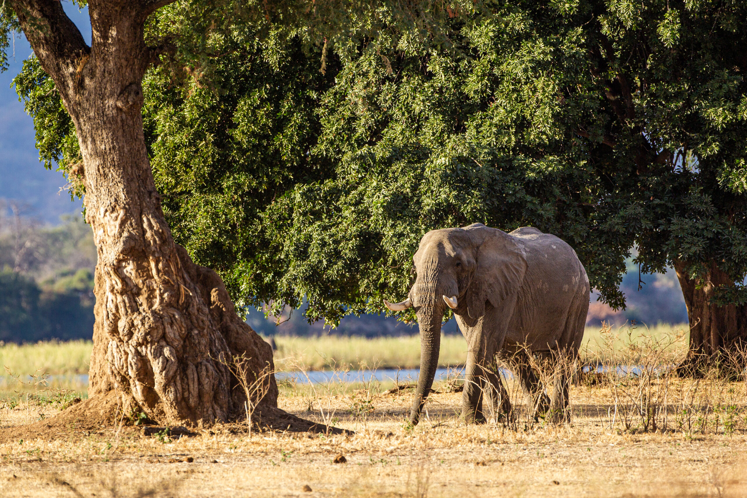 Elephants,Walking,And,Feeding,On,The,Zambesi,Plain,In,Zimbabwe