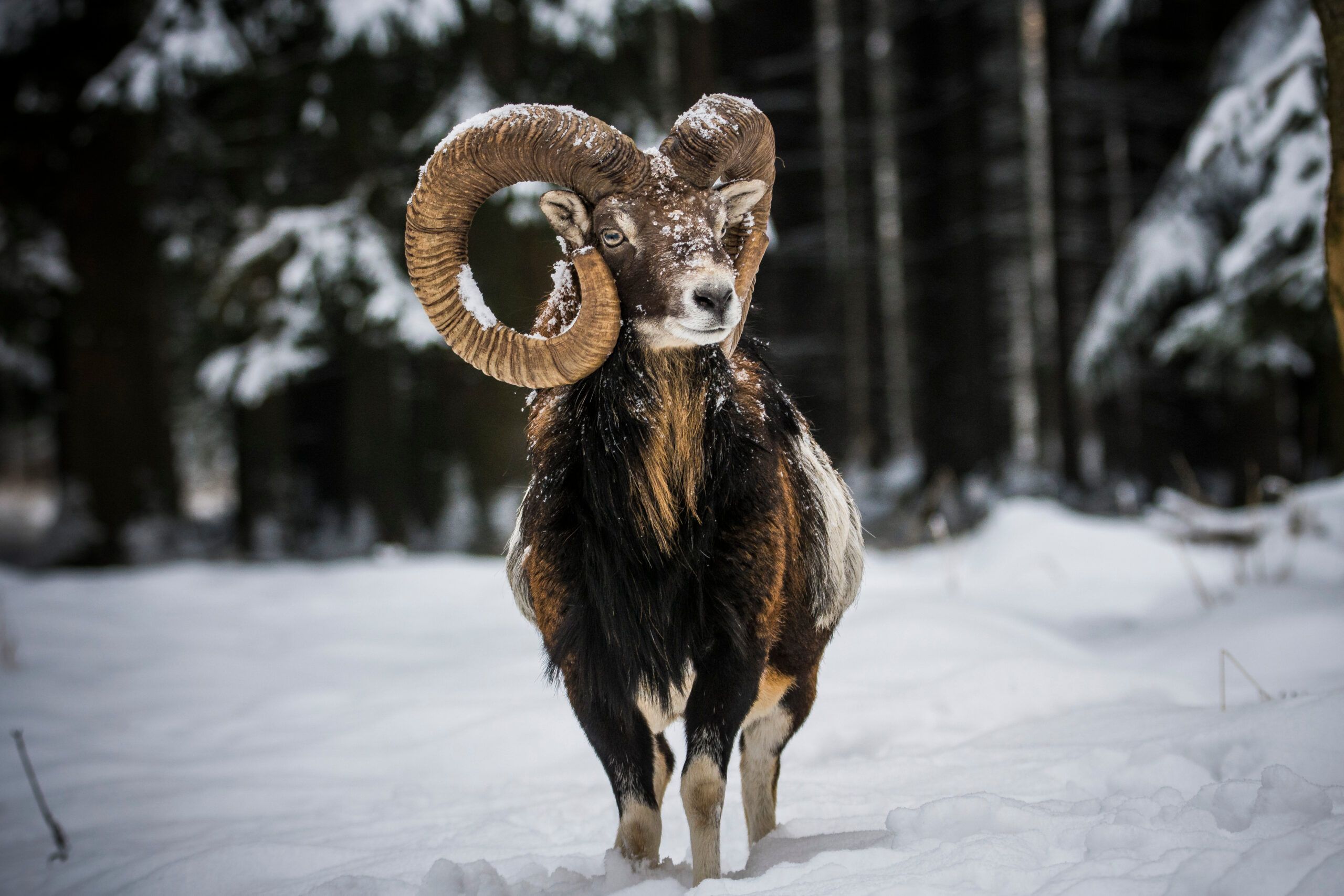 Mouflon,In,Snowy,Landscape,,Czech,Republic.