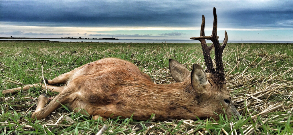 Sweden Roe Hunting trips in Sweden, best rates and professional outfitters - Stalker