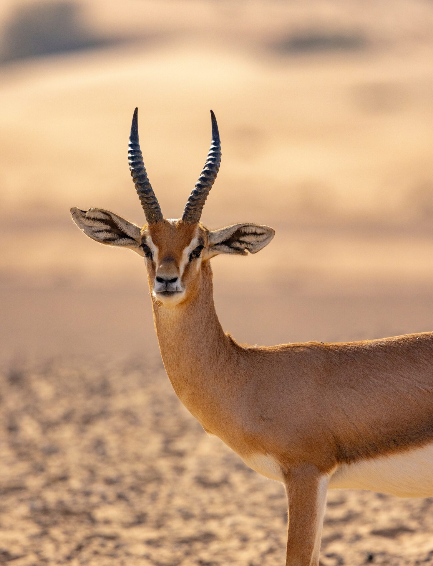 Arabian,Gazelle,In,Natural,Habitat,Within,A,Protected,Conservation,Area