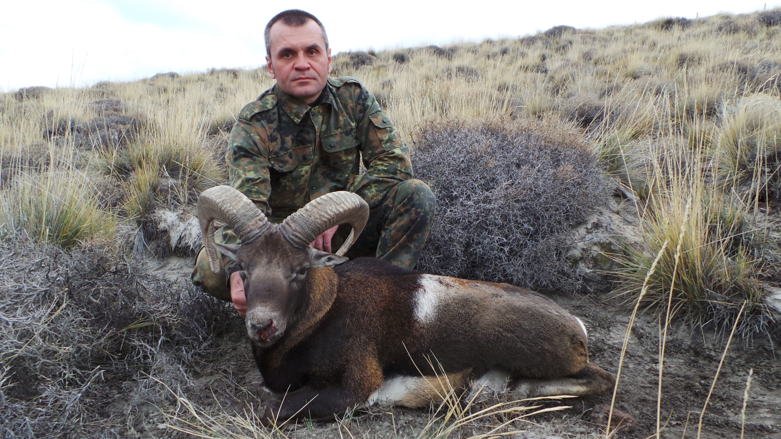 hunt-mouflon-in-argentina
