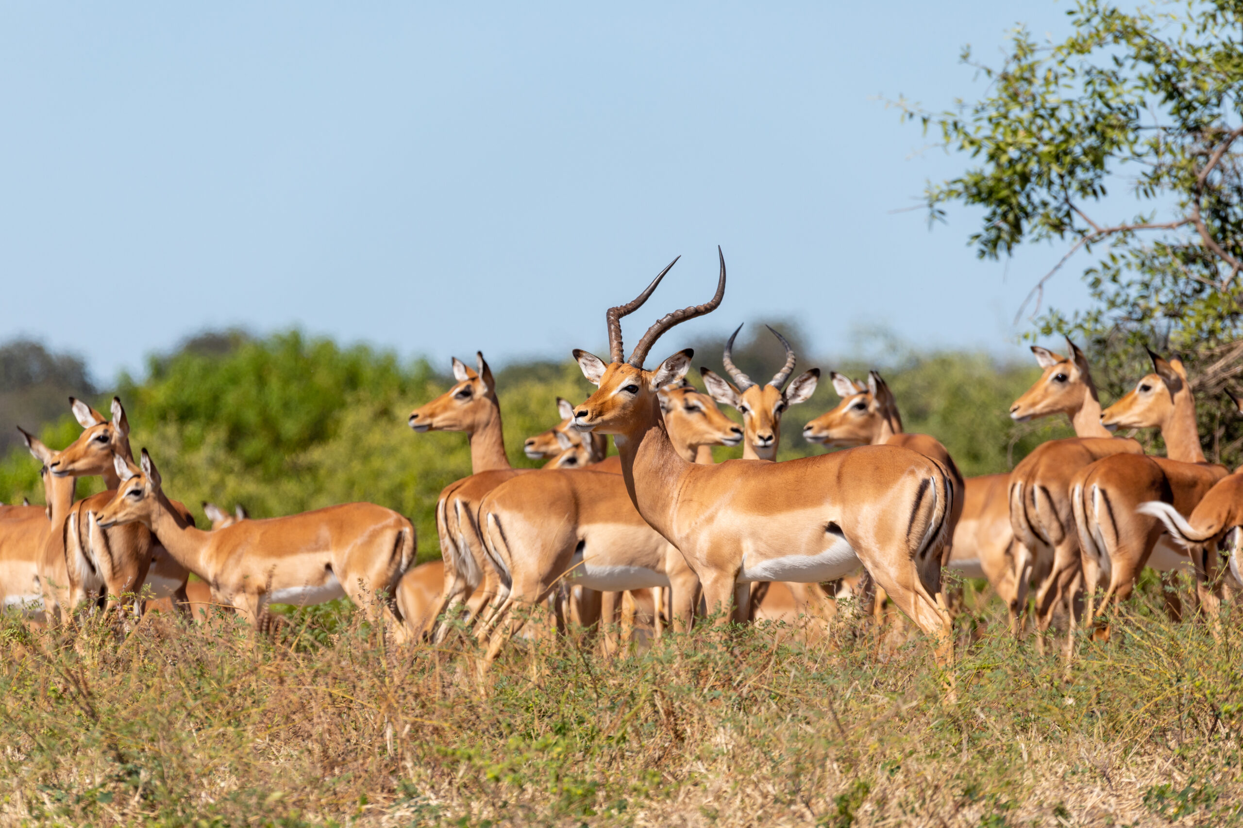 Herd,Of,Impala,Antelopes,In,Chobe,National,Park,,Botswana,Safari