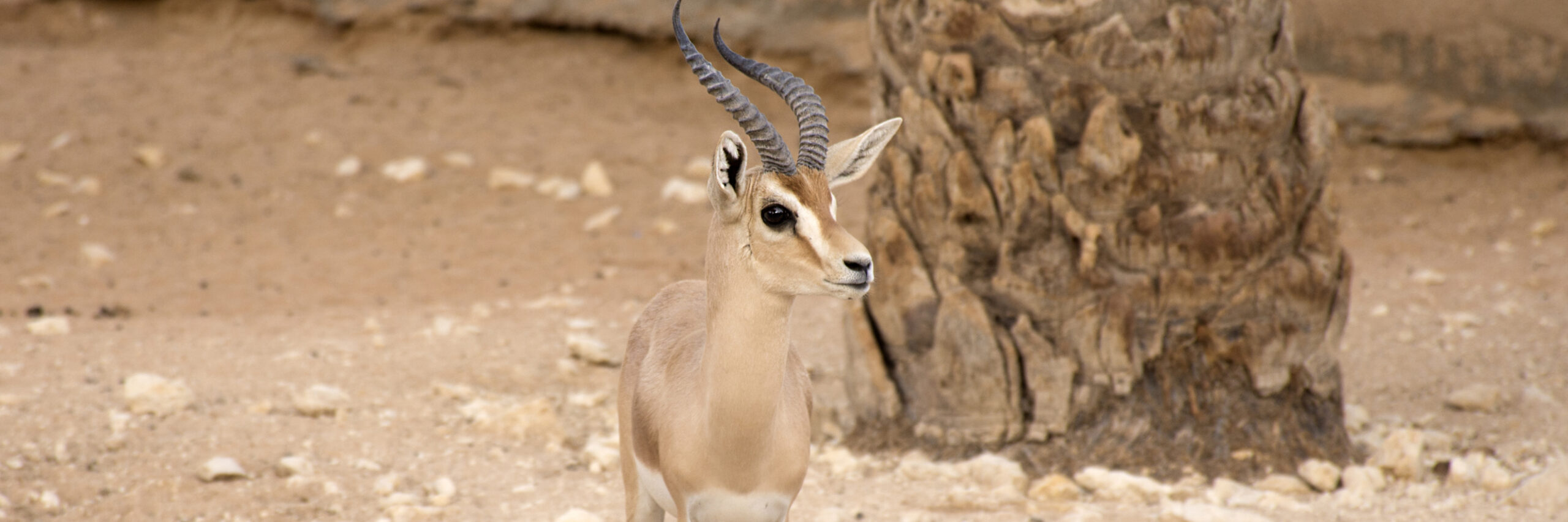 kennion-gazelle-or-jabir