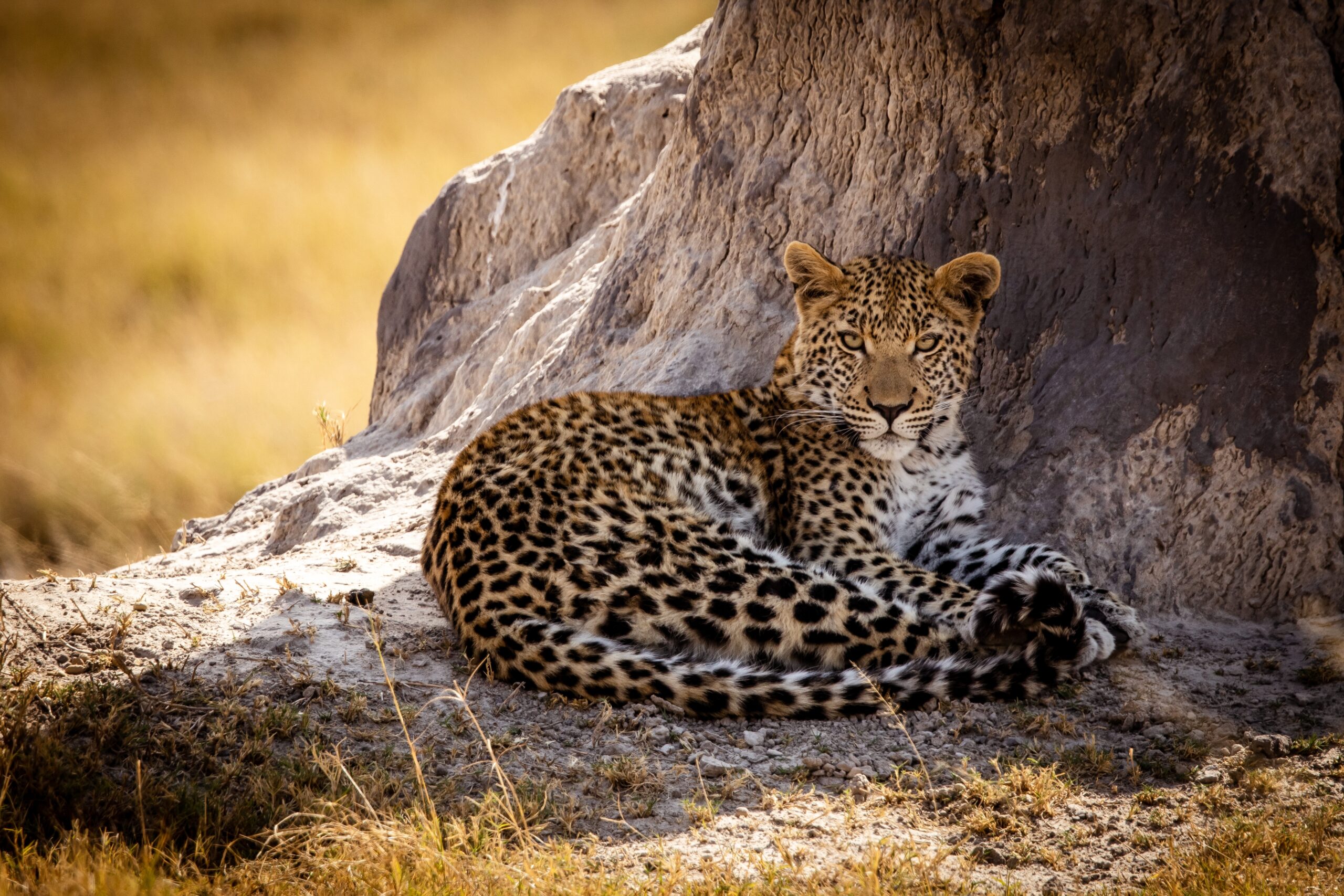 Leopard,In,The,Afternoon,Sun,Lying,In,Front,Of,A
