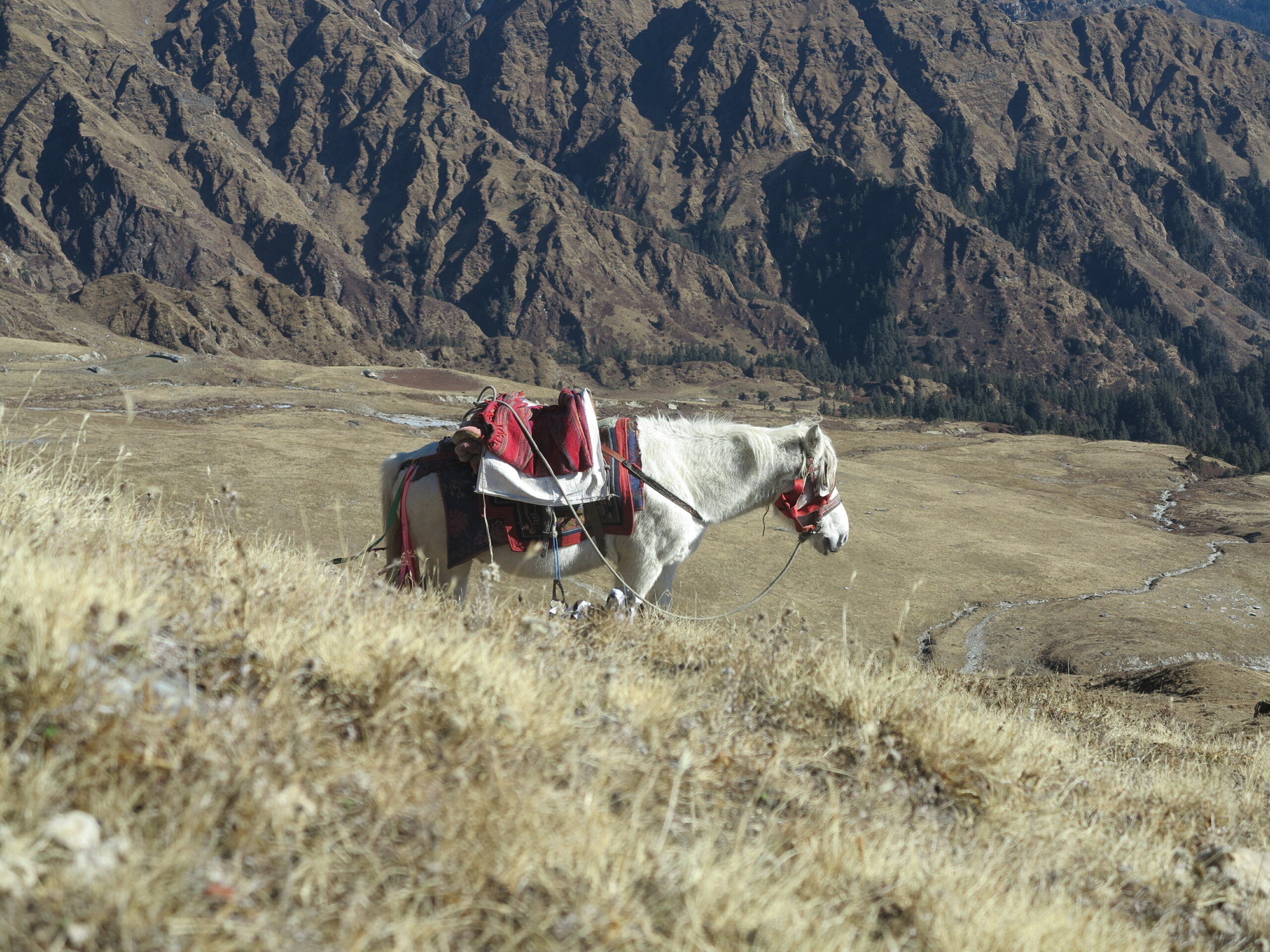 mountain-horse-nepal