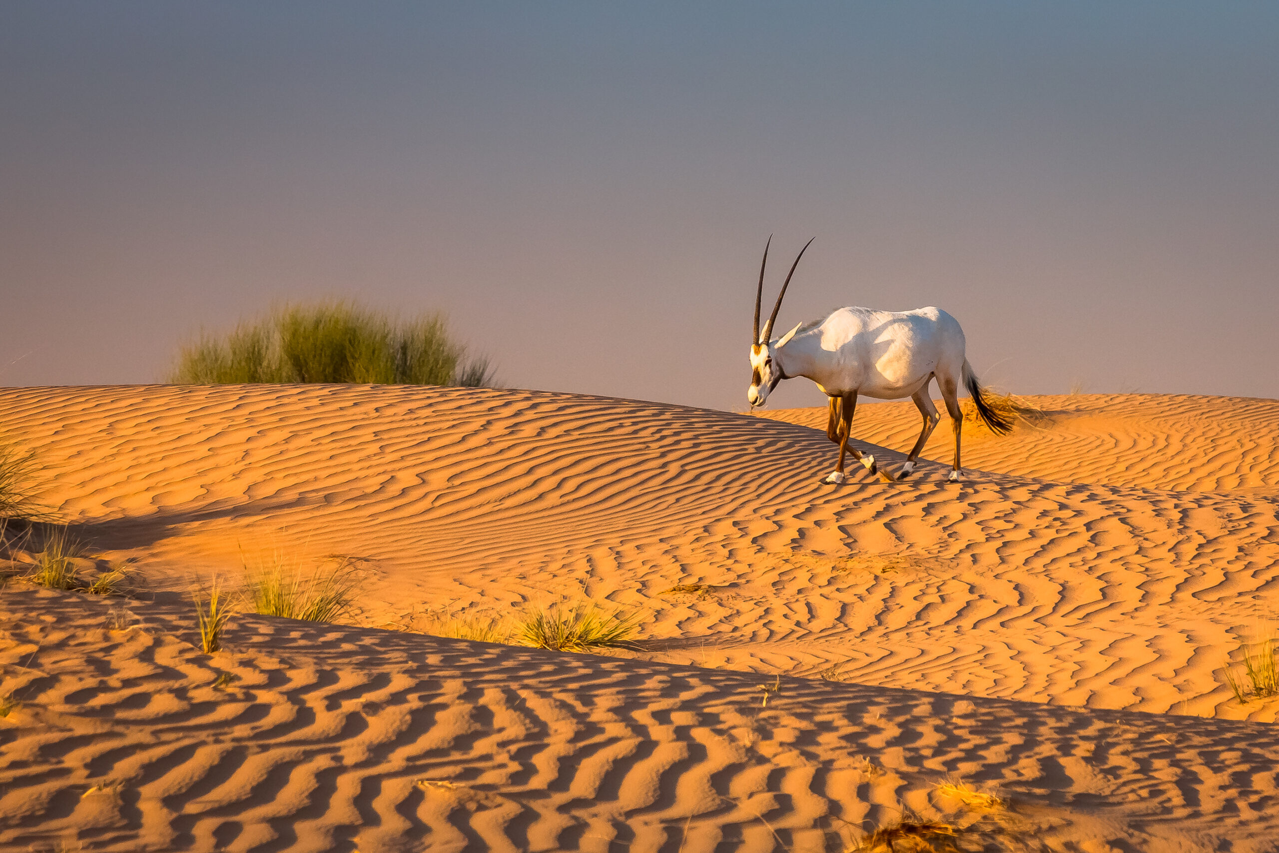 Exposure,Of,Oryx,Over,The,Dunes,Of,The,Dubai,Desert