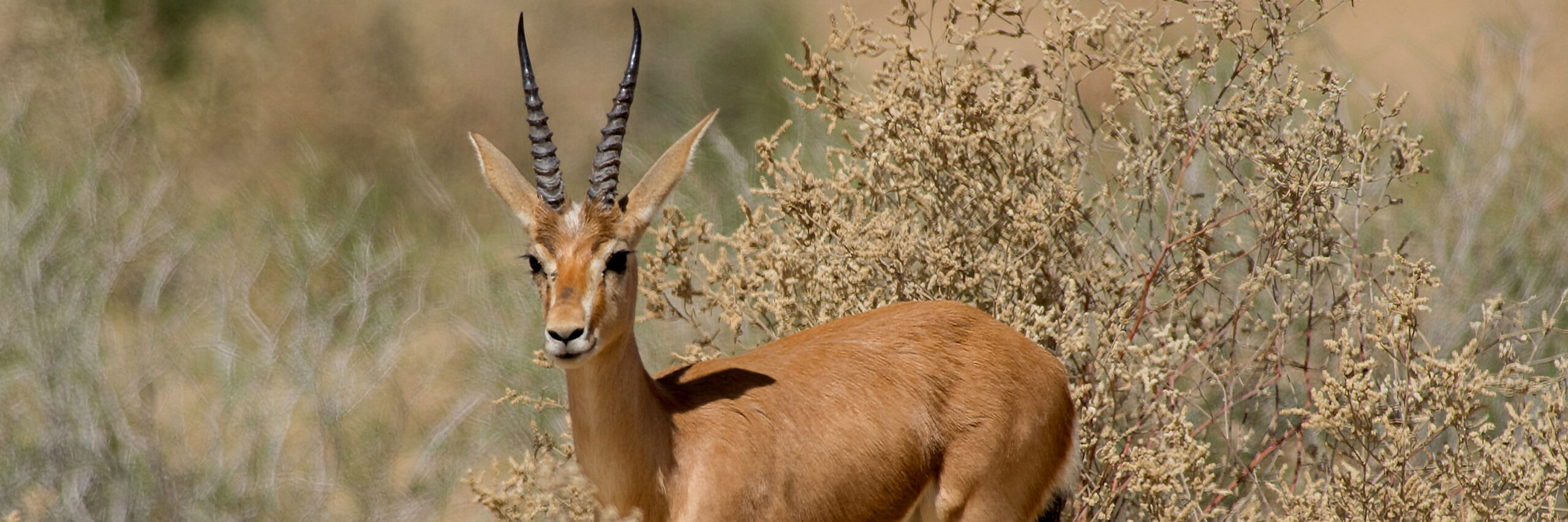 persian-goitered-gazelle