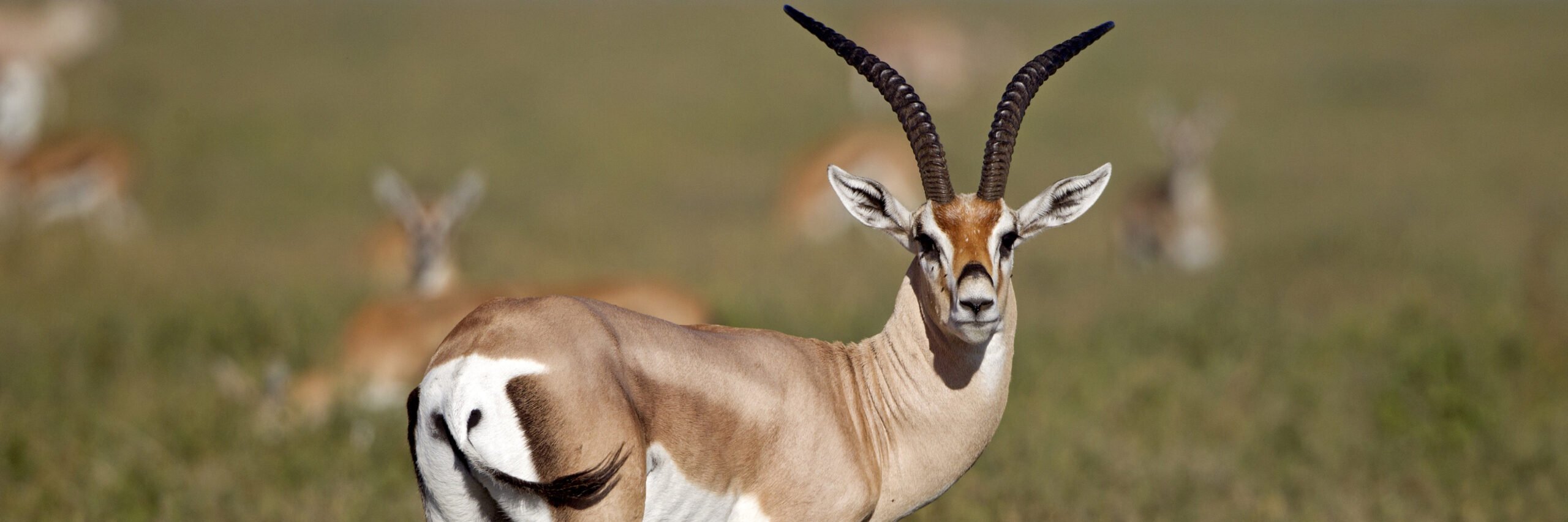 roberts-gazelle