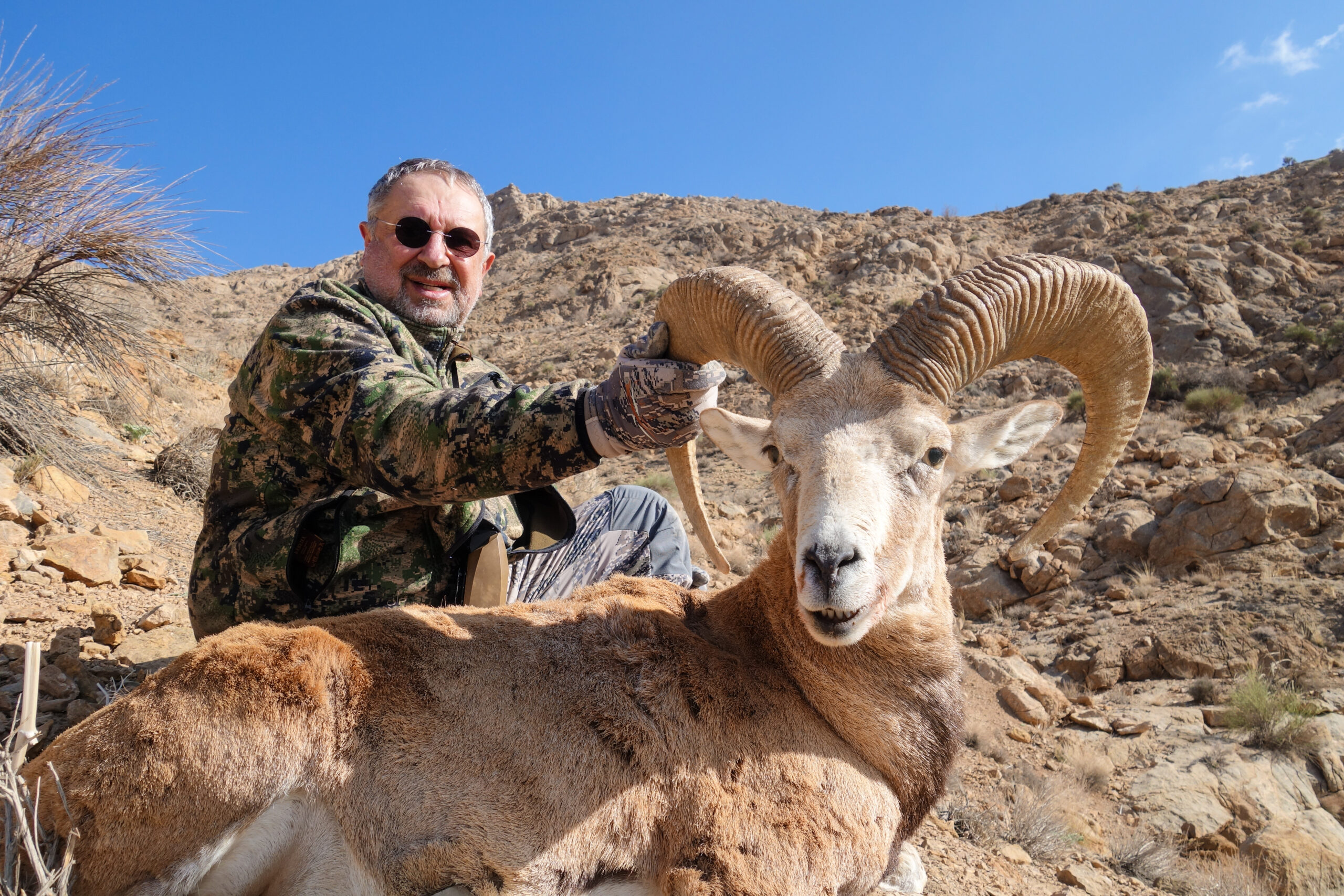 shiraz-mouflon-iran