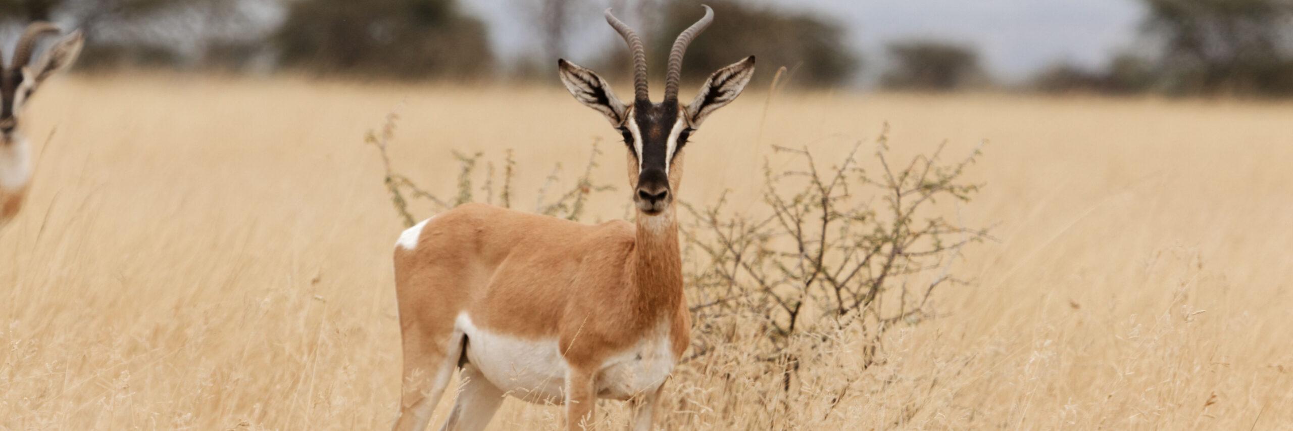 soemmering-gazelle