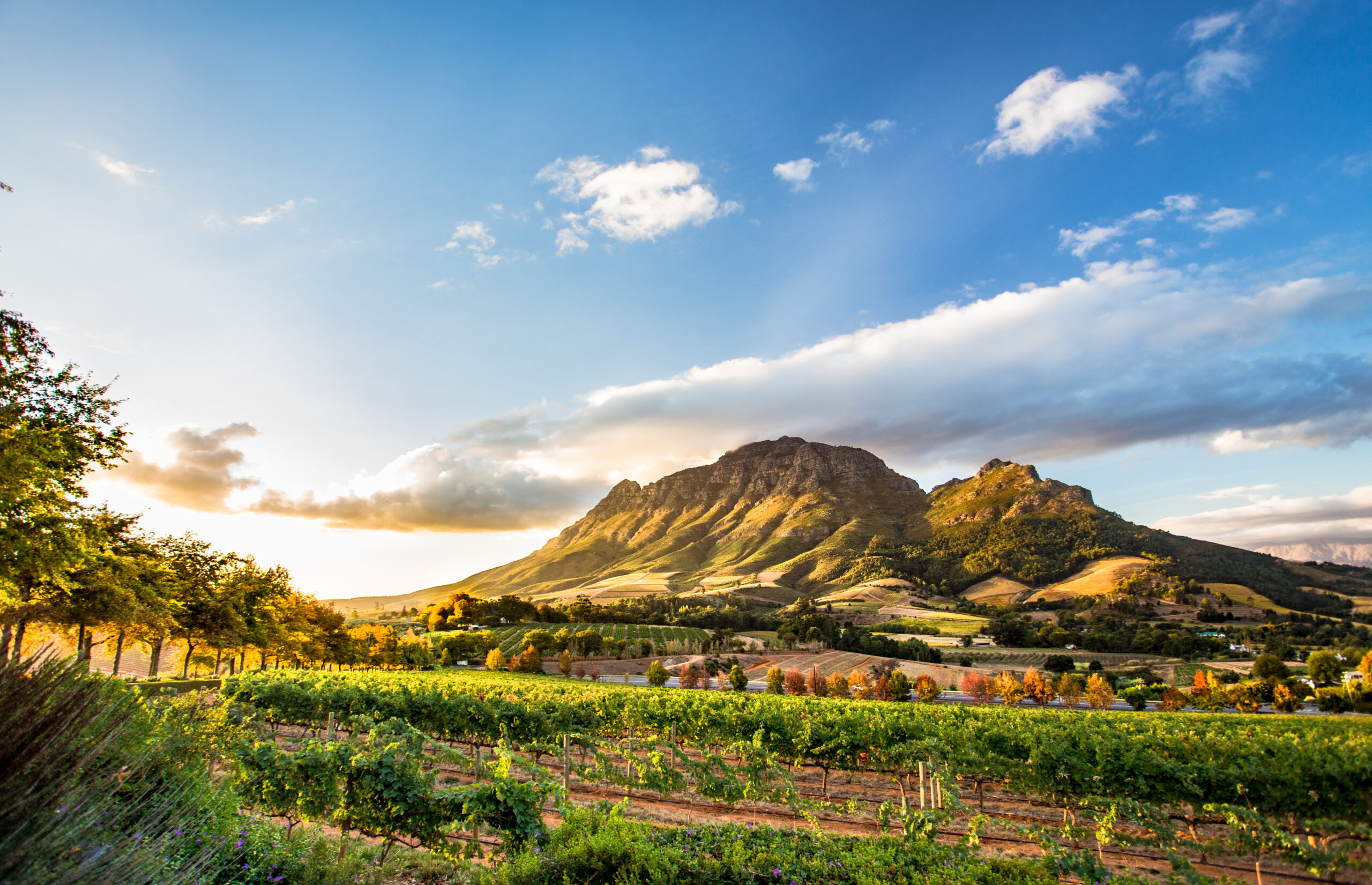 Wine,Region,Near,Stellenbosch,Looking,At,Simonsberg,In,South,Africa