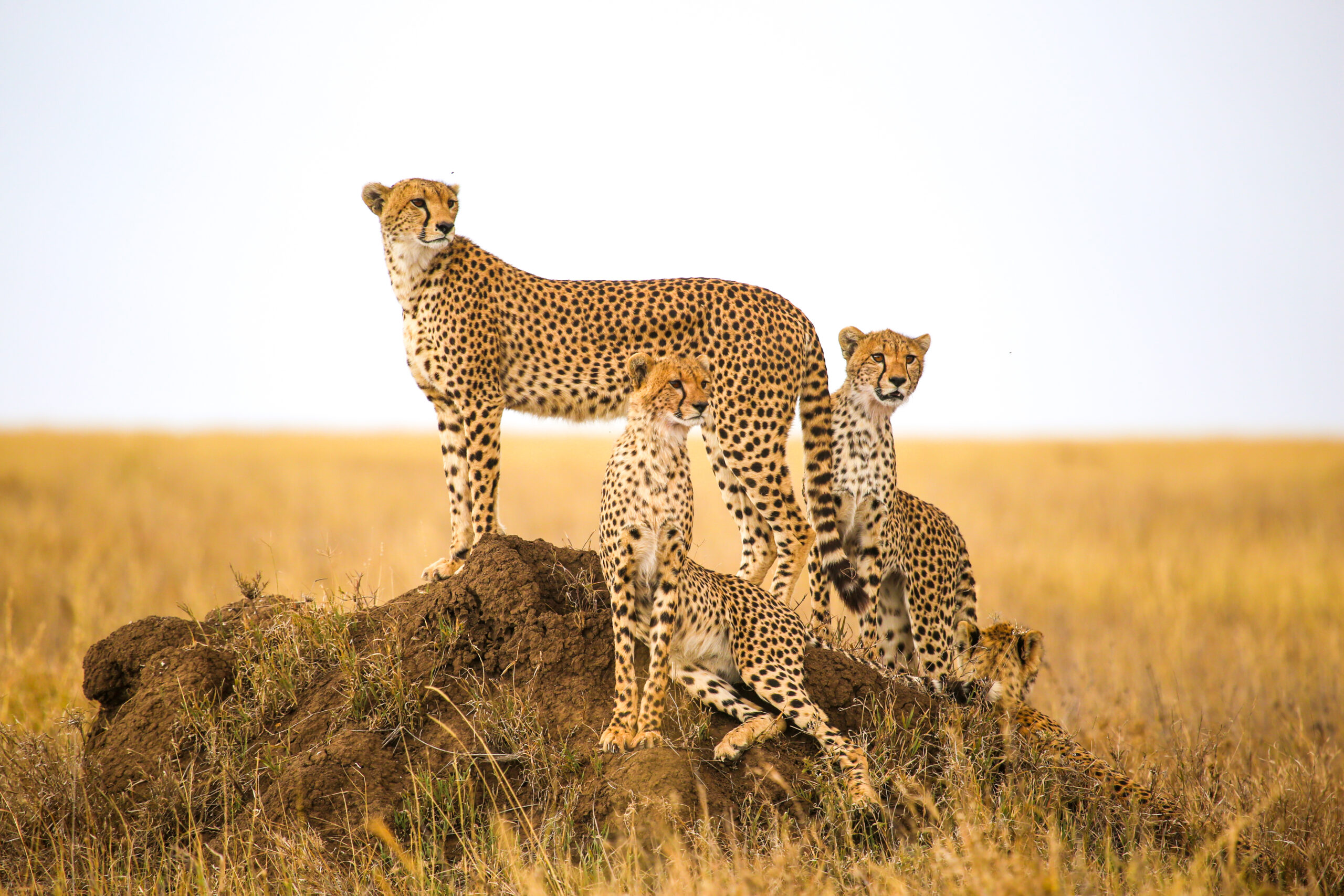 Cheetahs,Watching,Prey,In,Serengeti,National,Park,,Tanzania