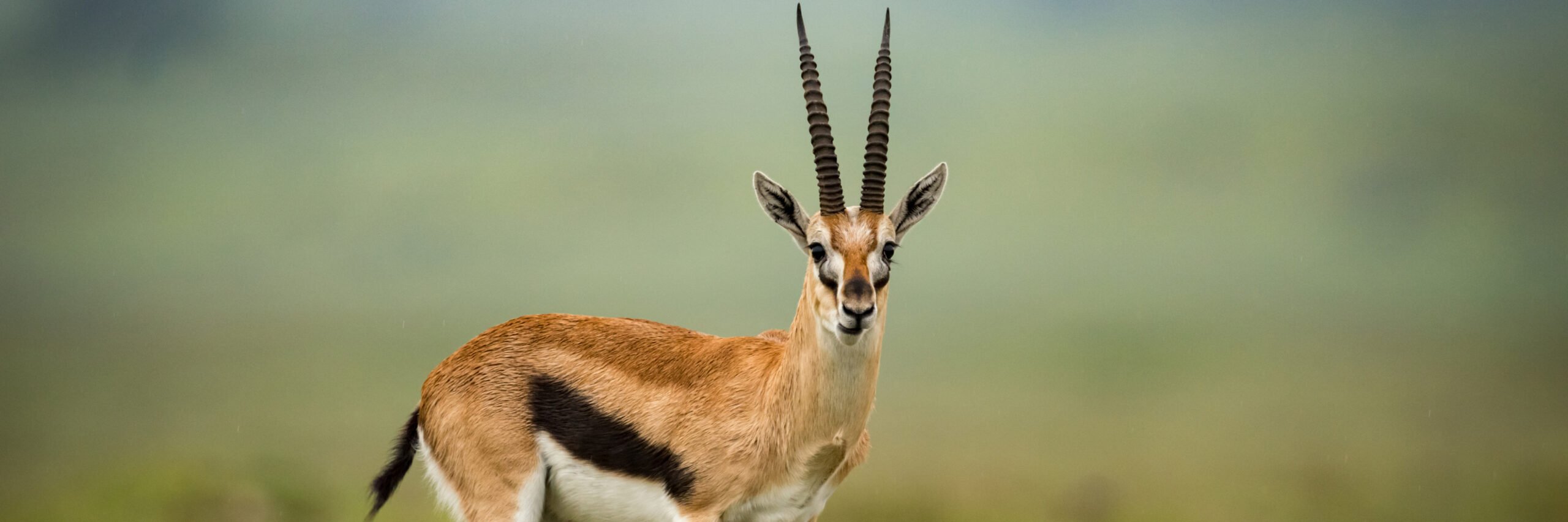 thomson-gazelle