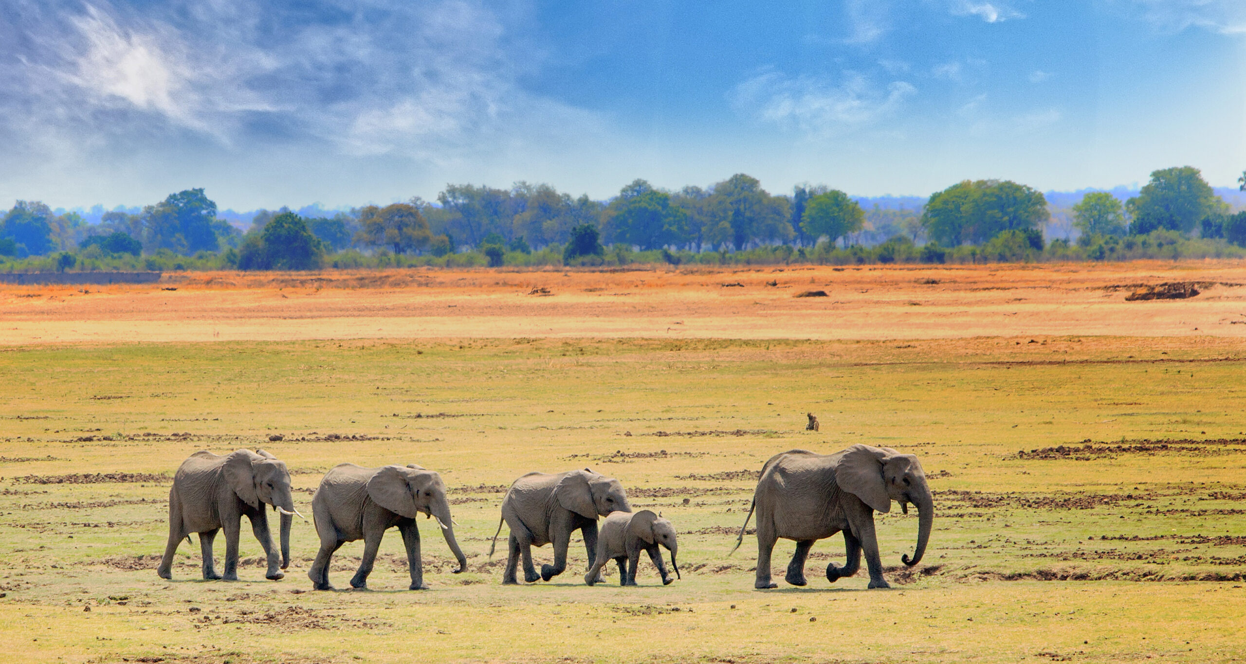 African,Elephants,Walking,Across,The,Open,Plains,In,South,Luangwa