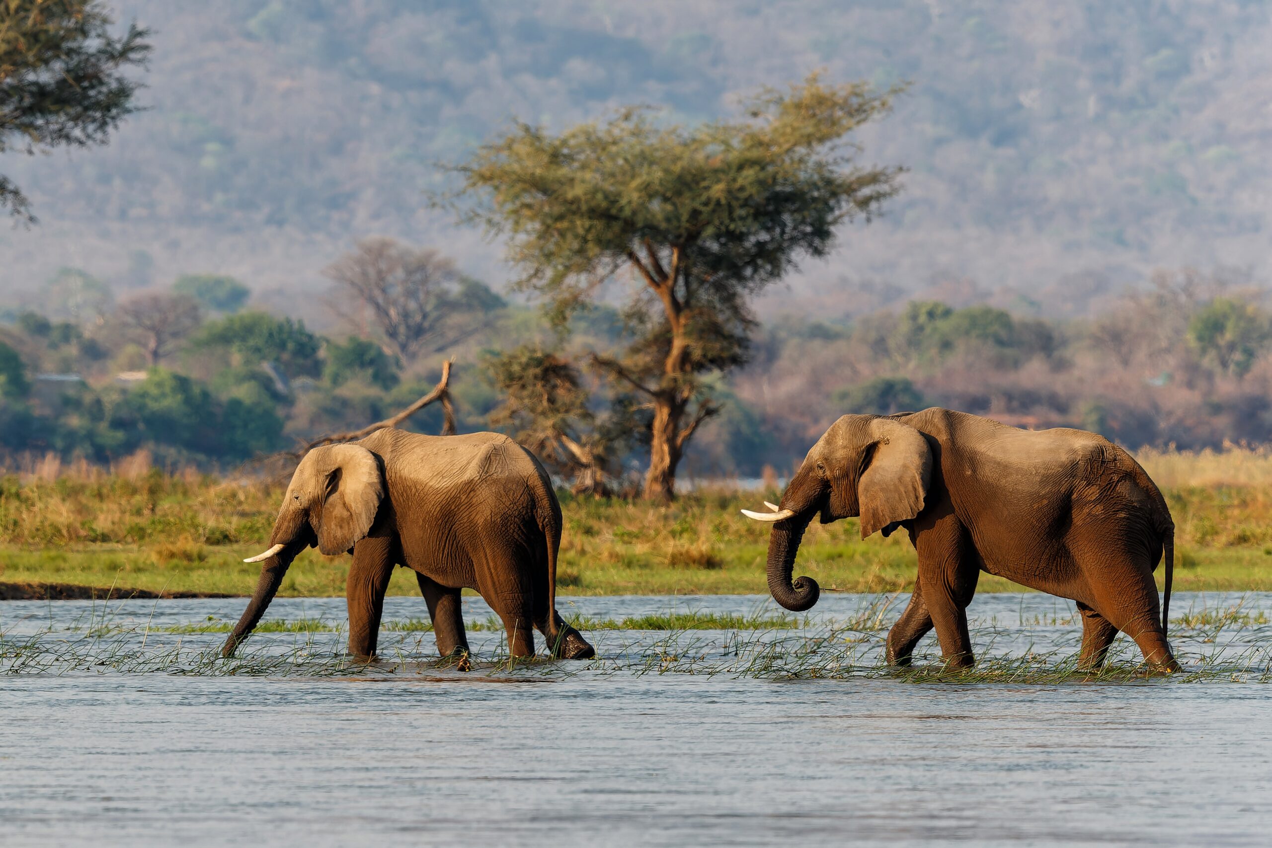 Elephant,Bulls,Walking,In,The,Zambezi,River,In,Mana,Pools