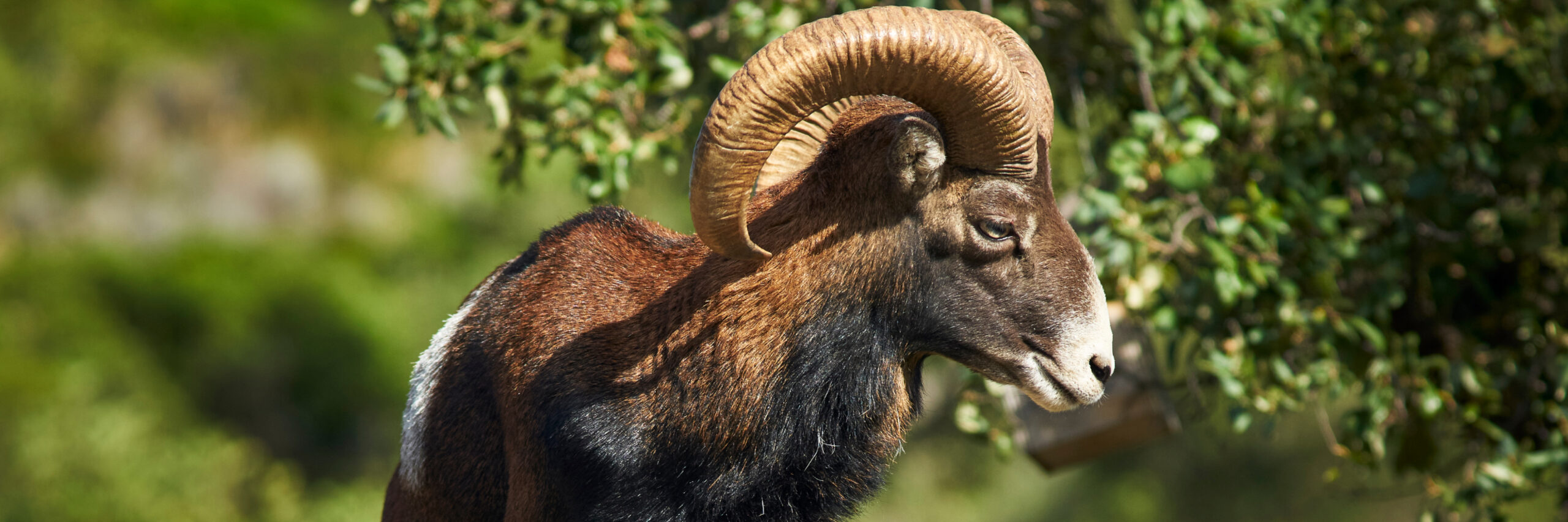 Iberian-mouflon