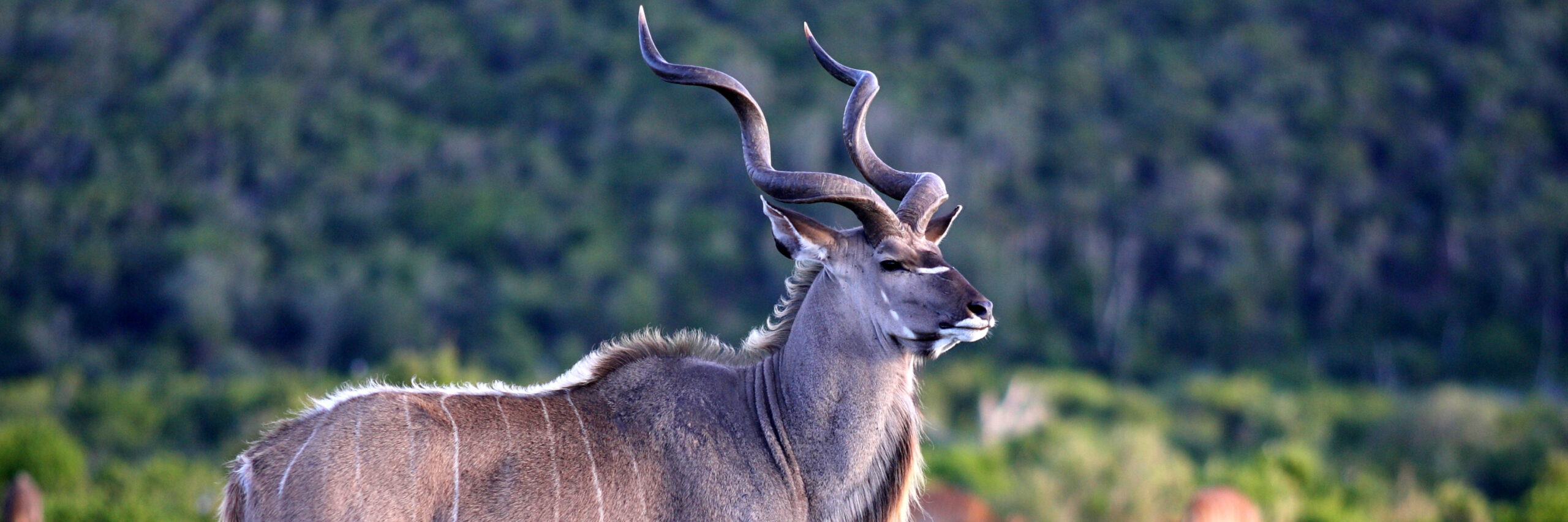 abyssinian-greater-kudu
