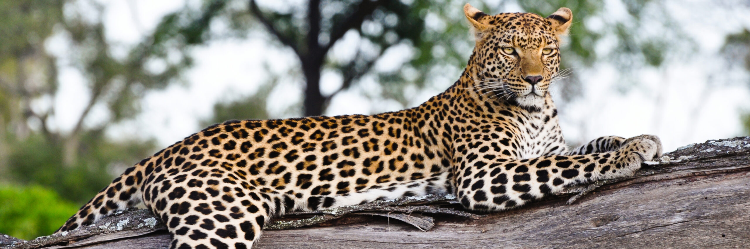 african-leopard