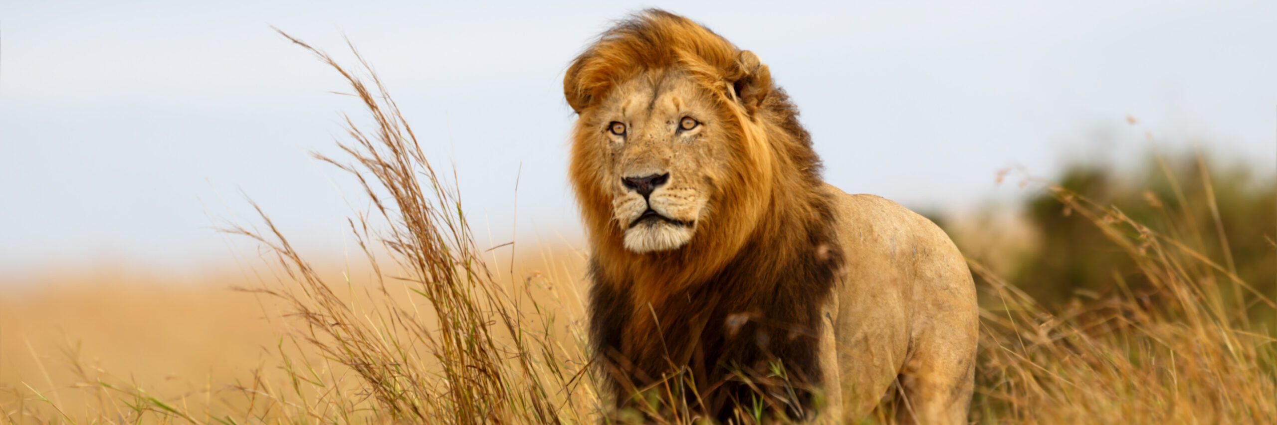 african-lion