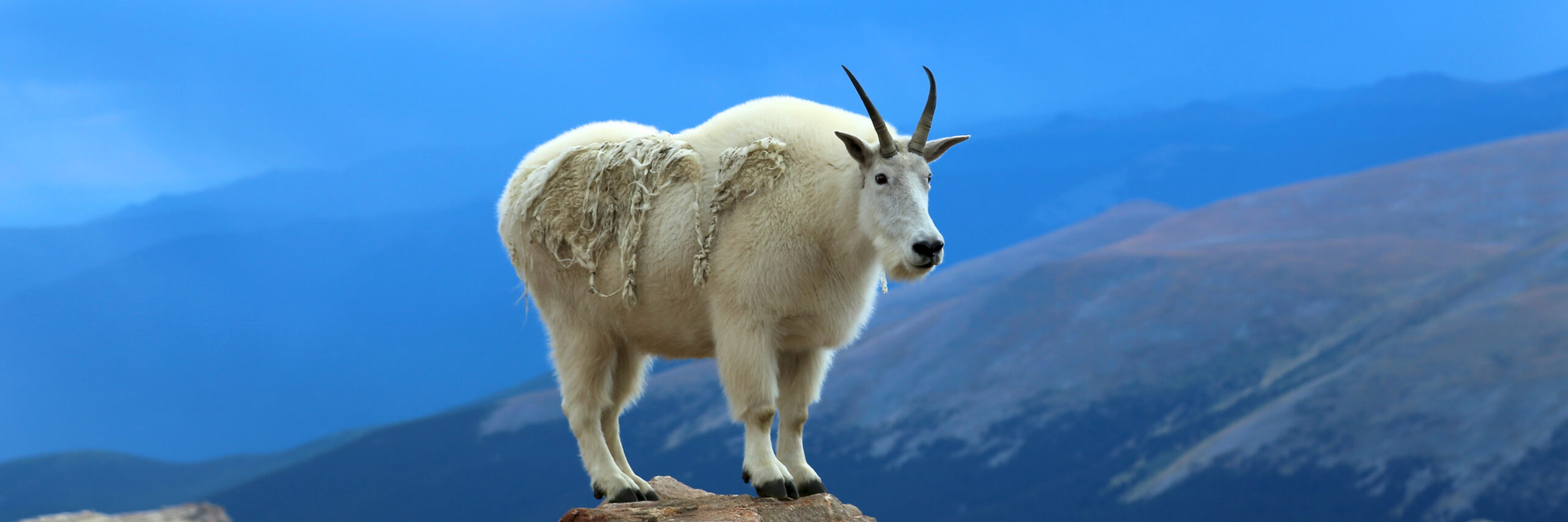 american-mountain-goat