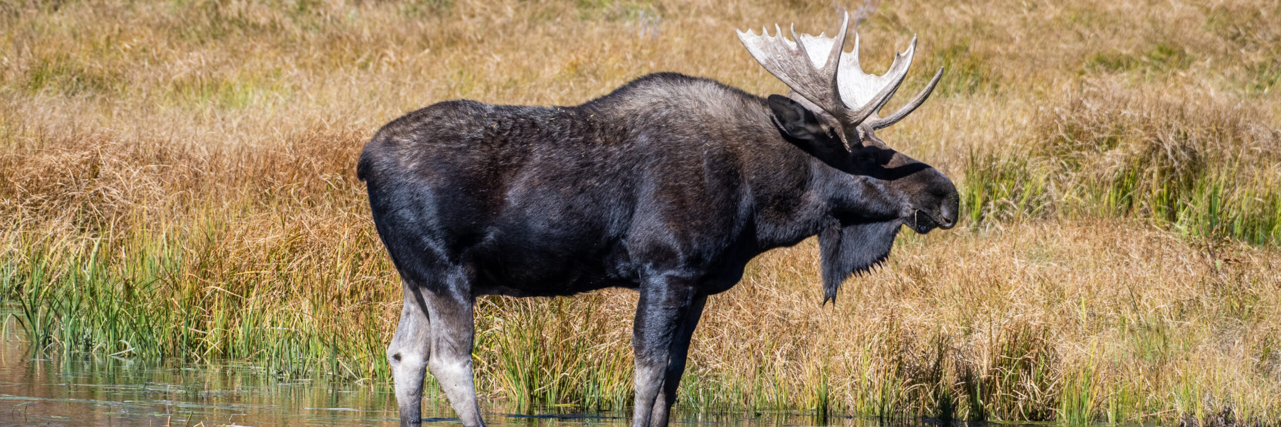 amur-moose