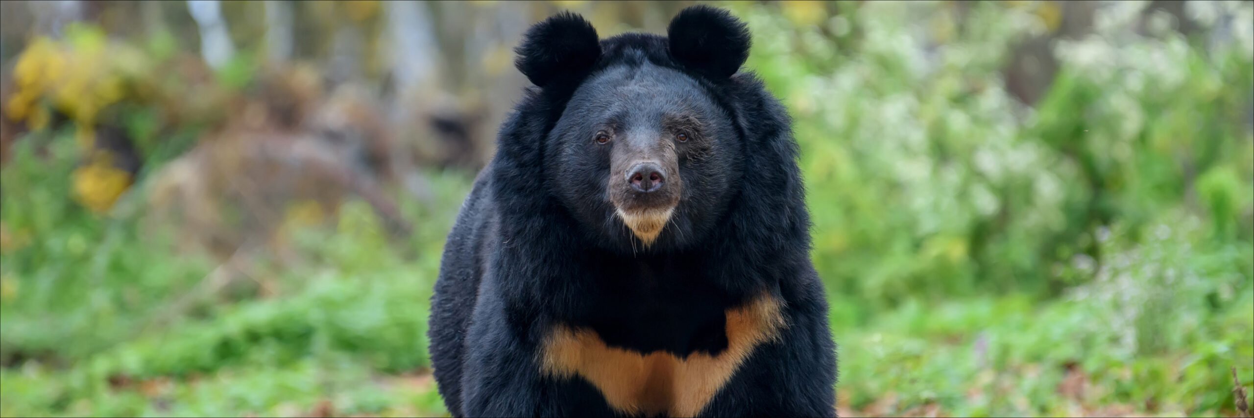 asian-black-bear-rez