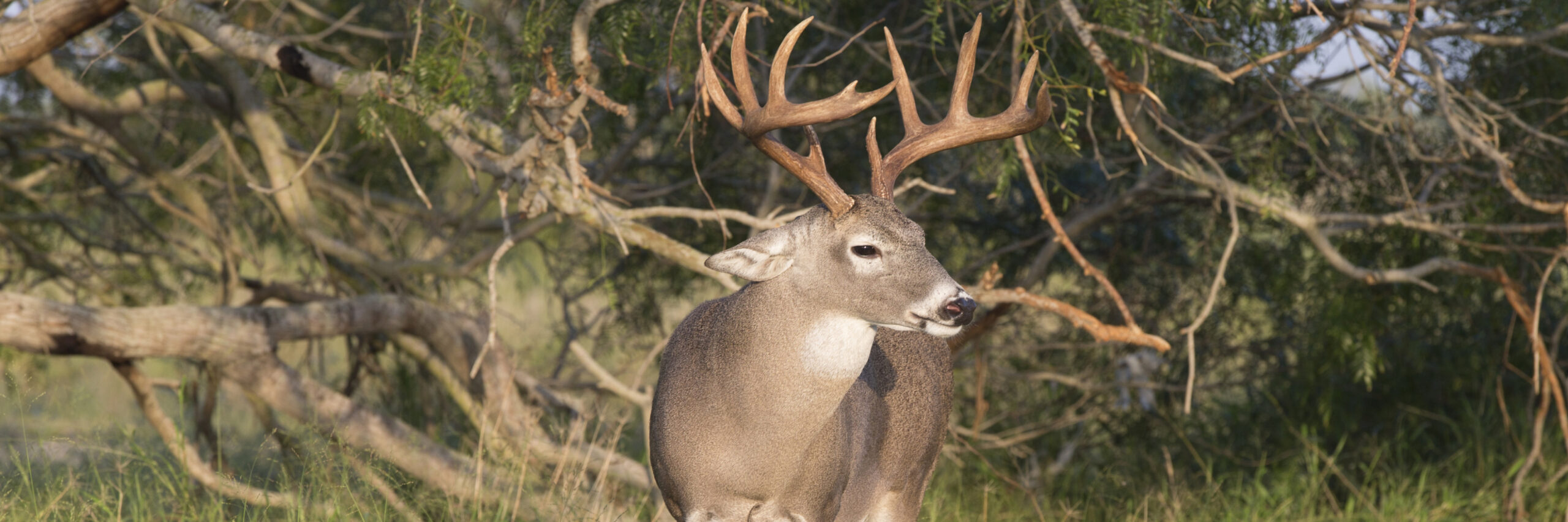 baja-black-tailed-deer
