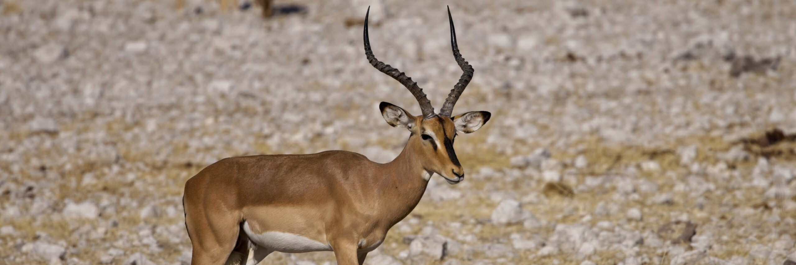 black-faced-impala