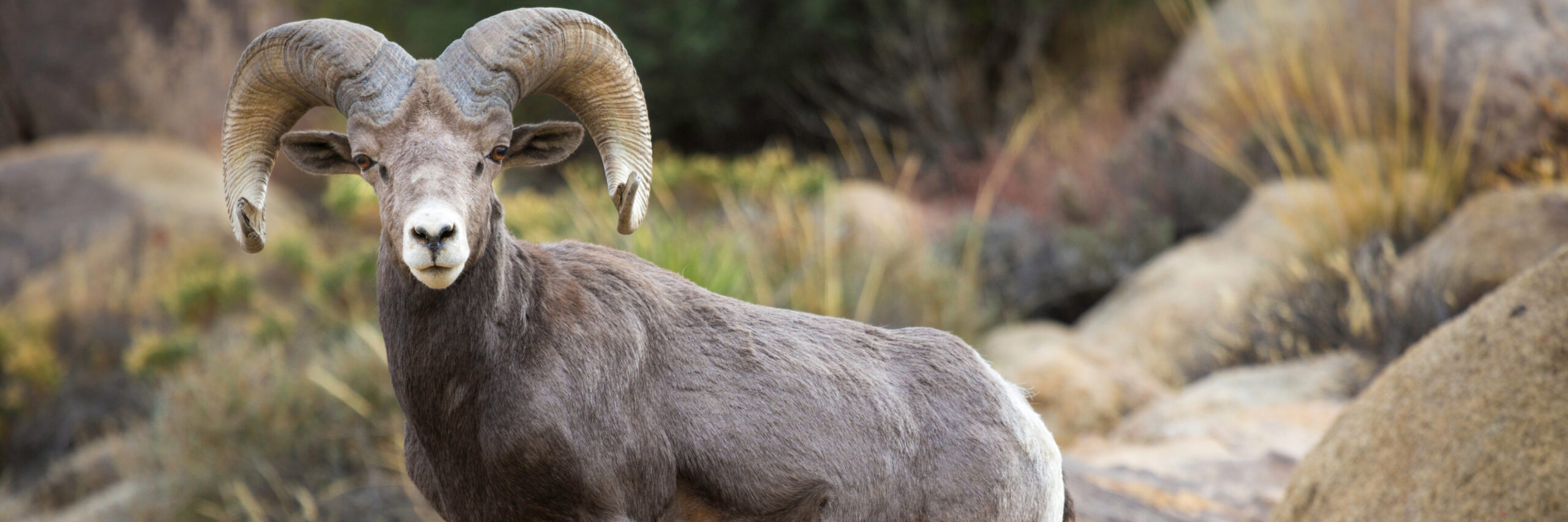 california-bighorn-sheep