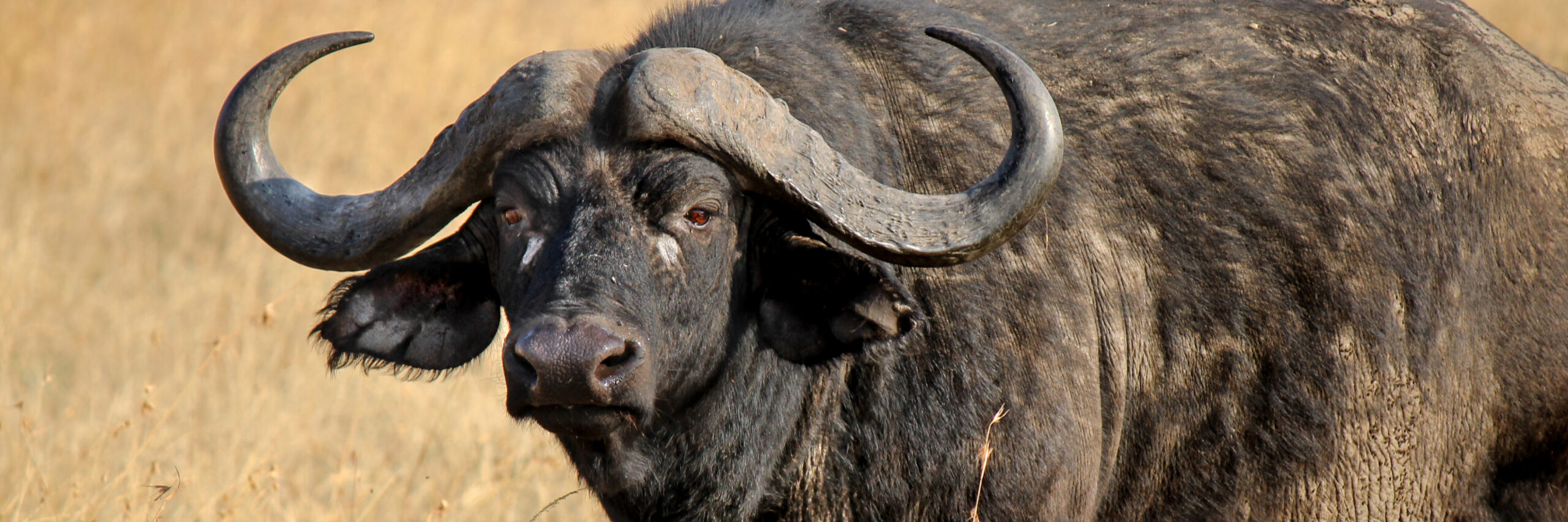 cape-or-southern-buffalo
