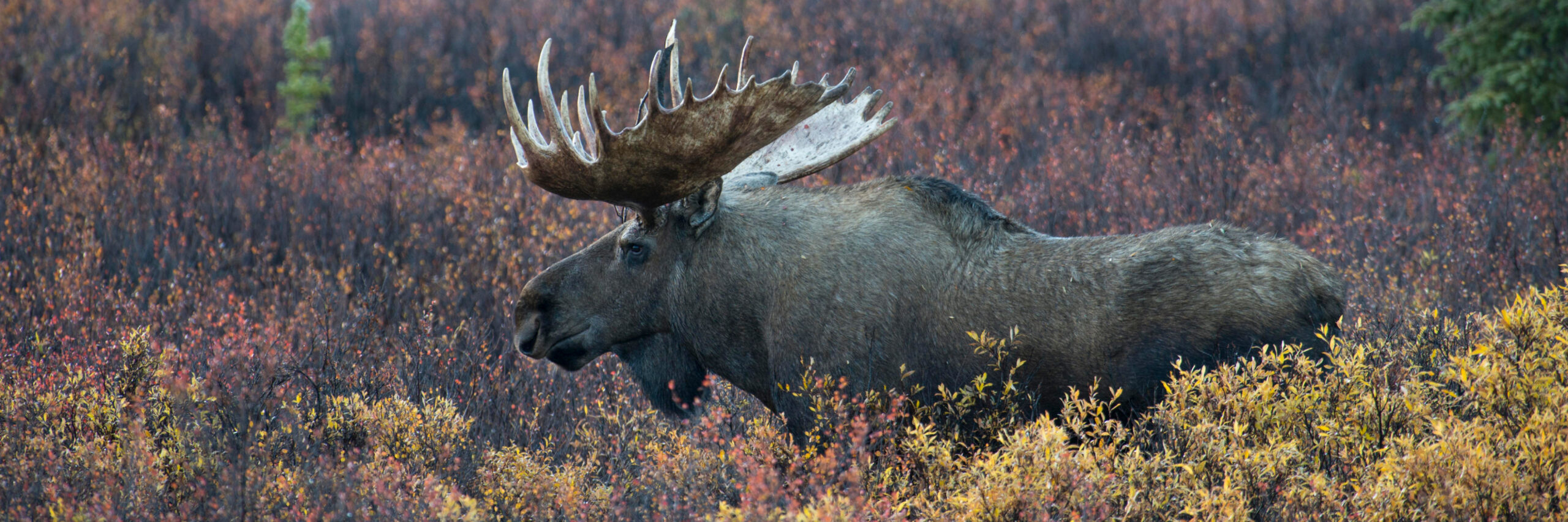 chukotka-moose
