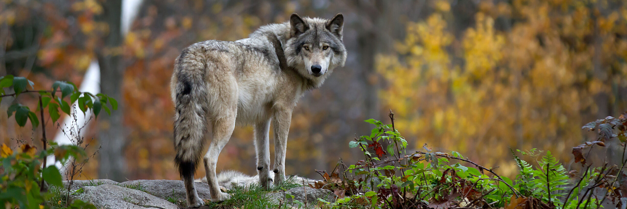 common-wolf