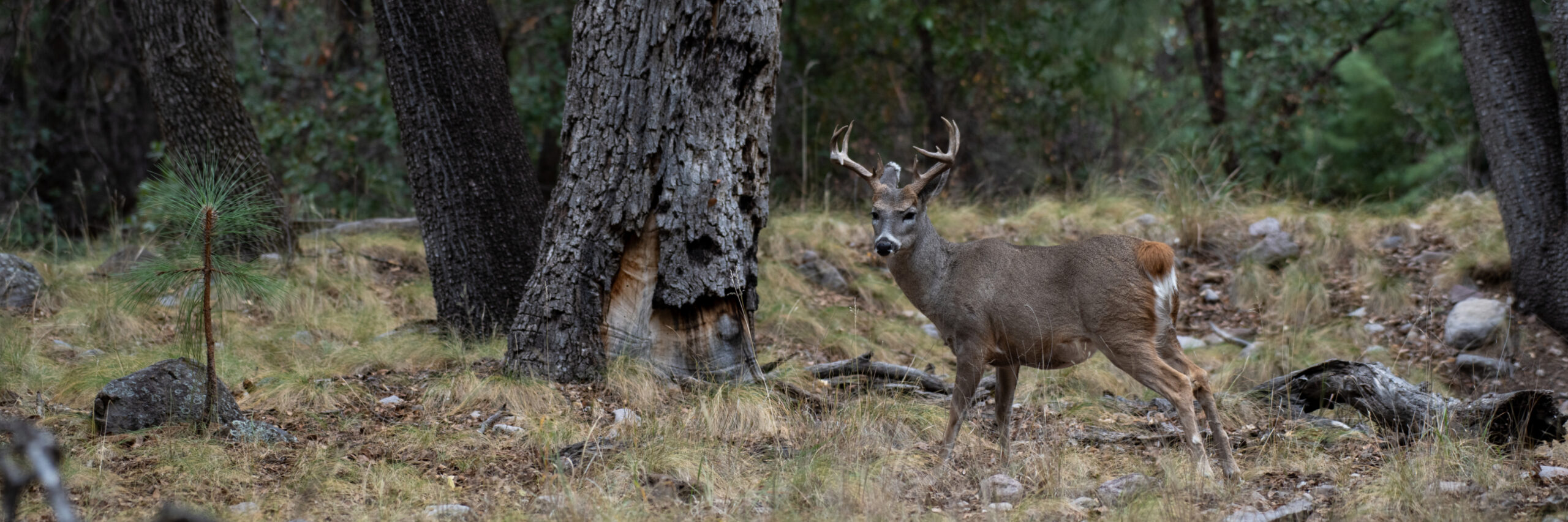 coues-white-tailed-deer