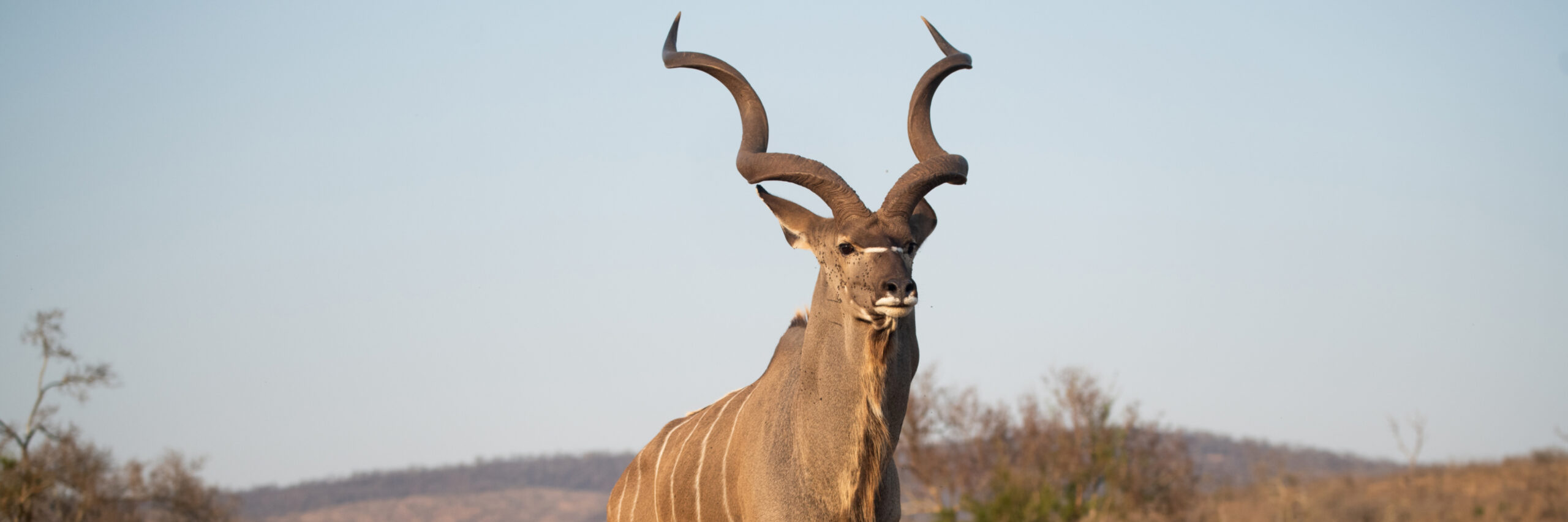 east-african-greater-kudu