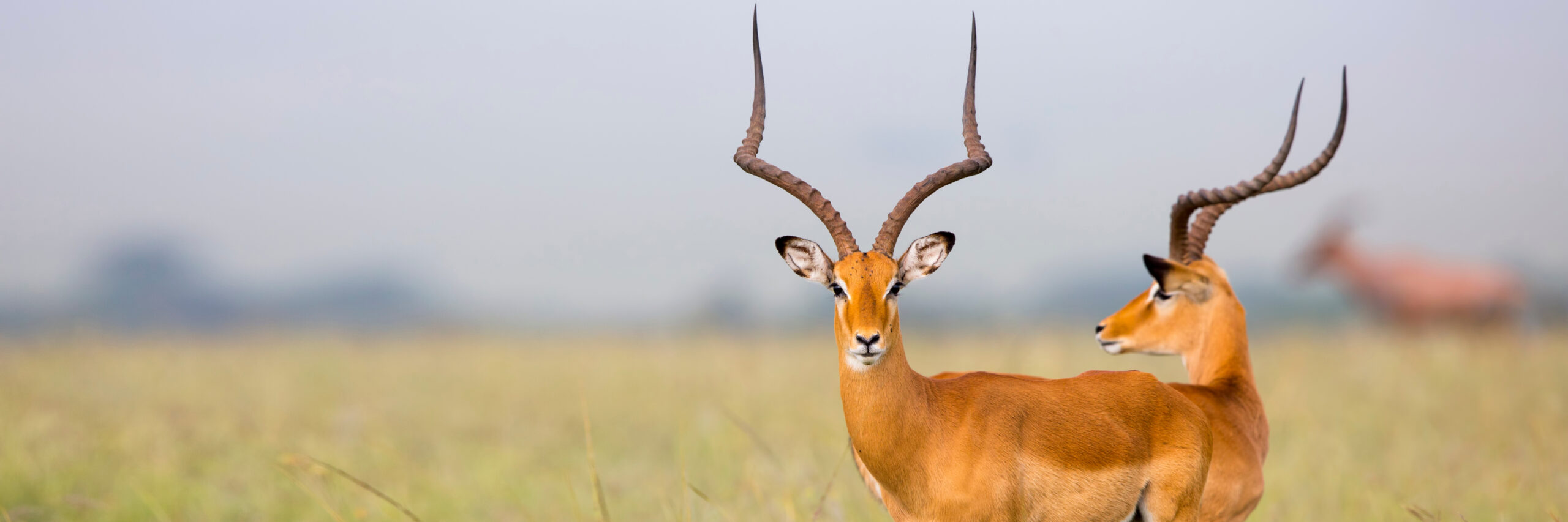 east-african-impala