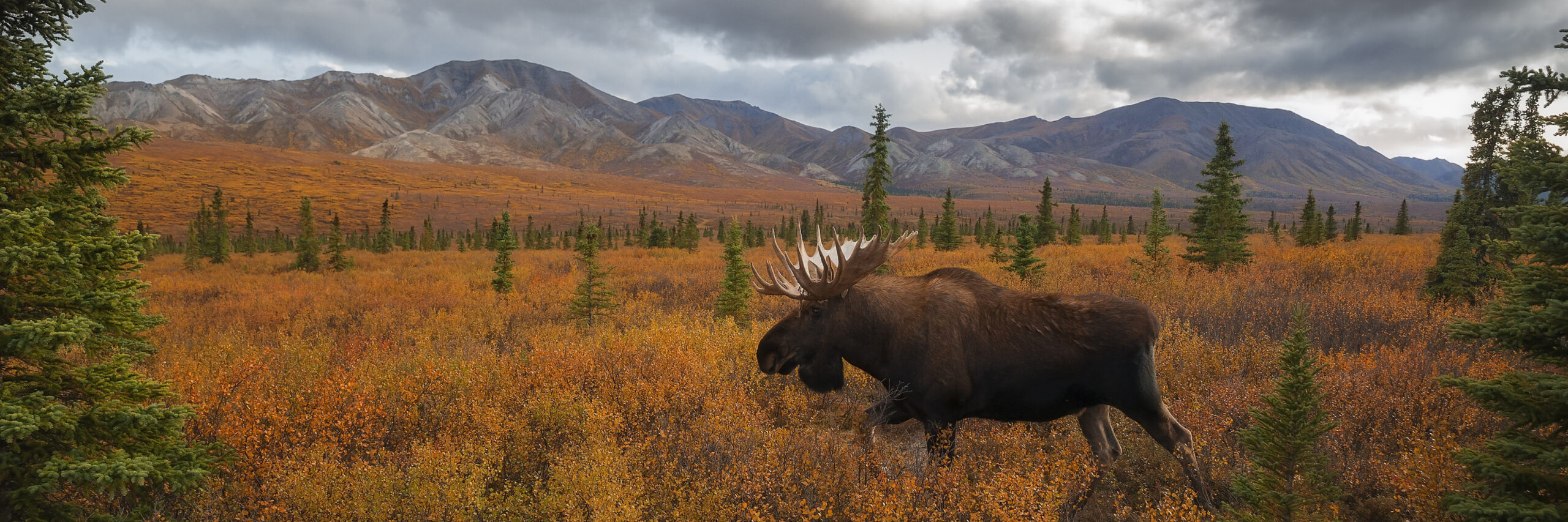 eastern-canada-moose