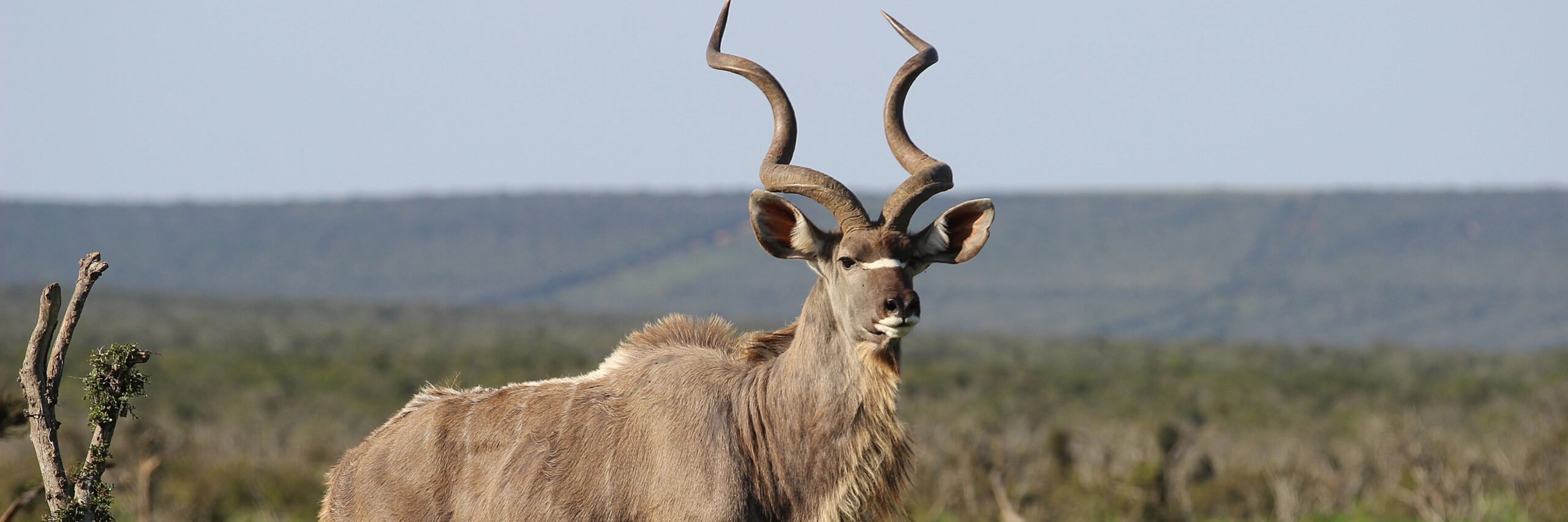 eastern-cape-greater-kudu