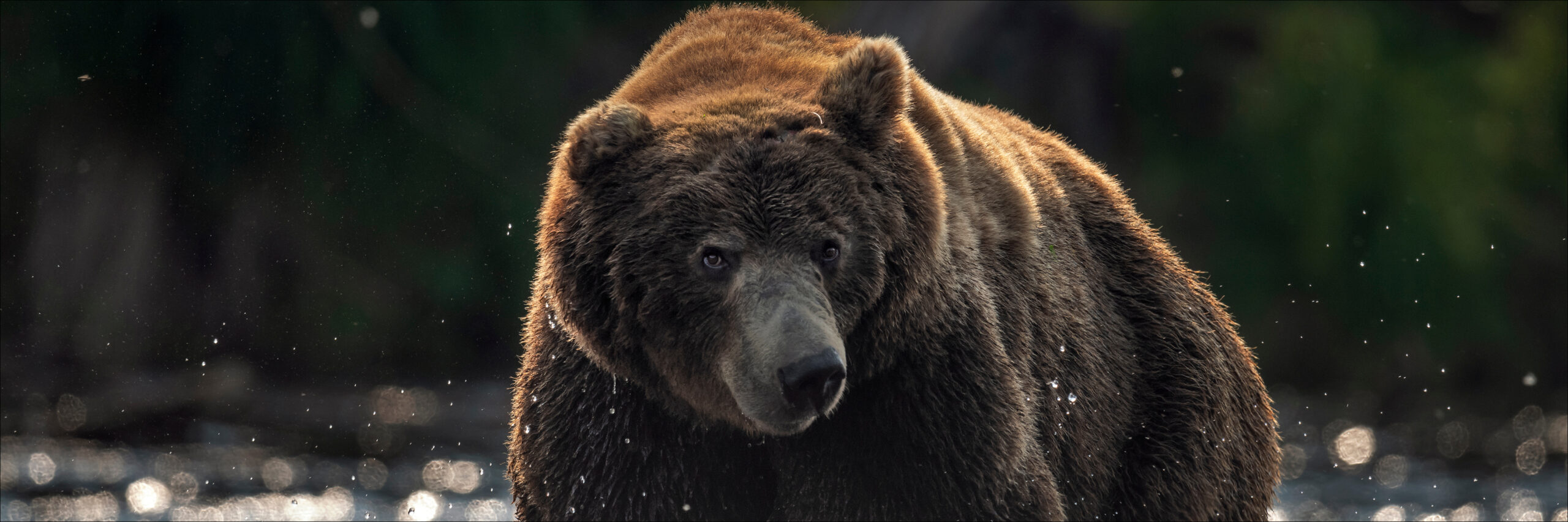 kamchatka-brown-bear