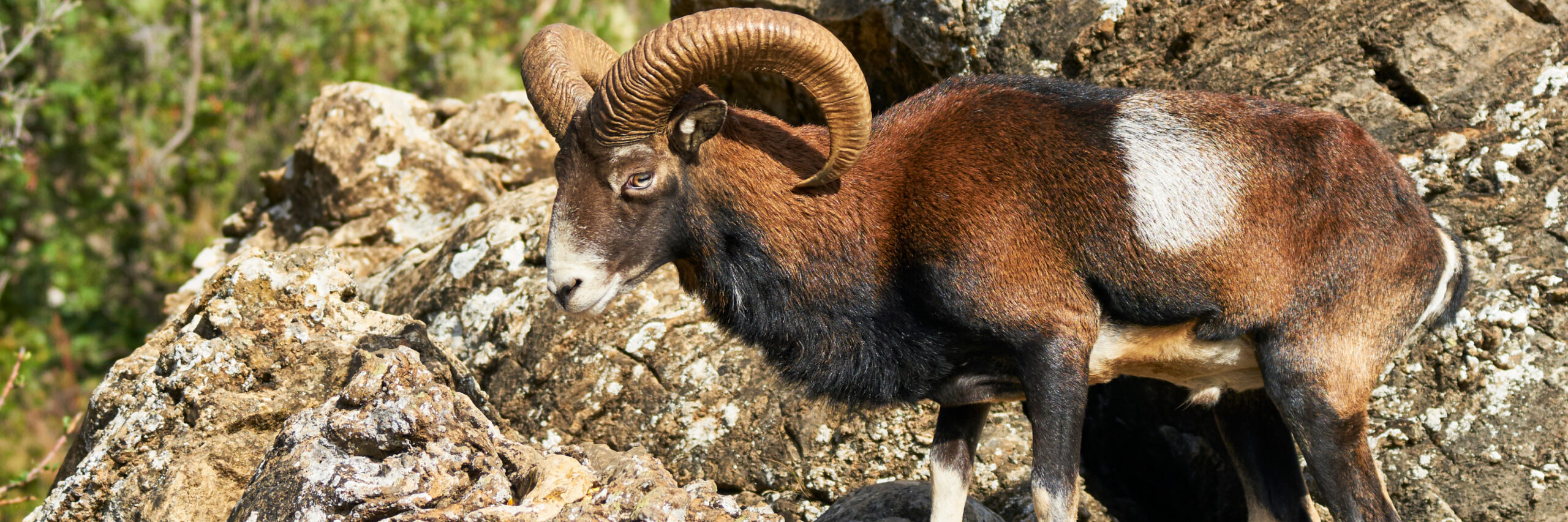 konya-mouflon