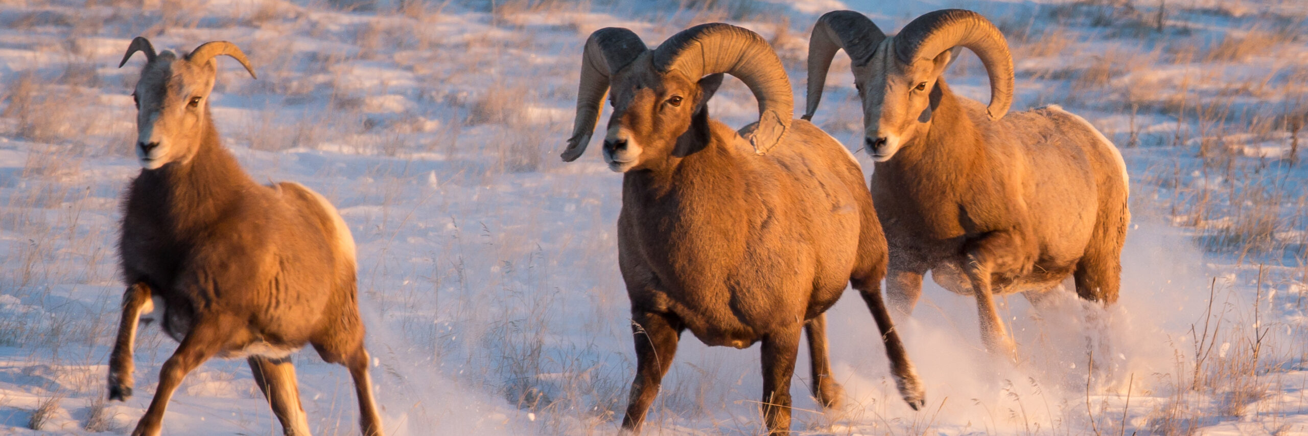 koryak-snow-sheep