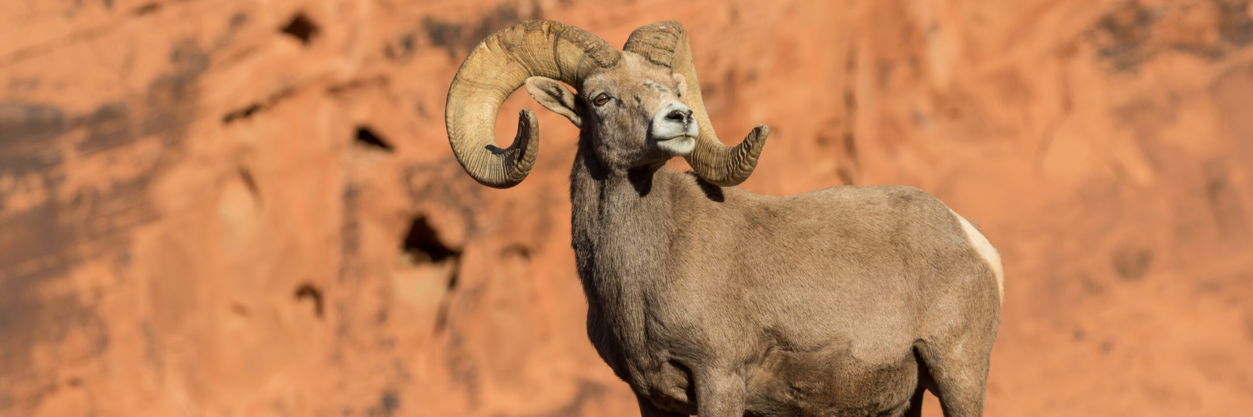mexican-desert-bighorn-sheep