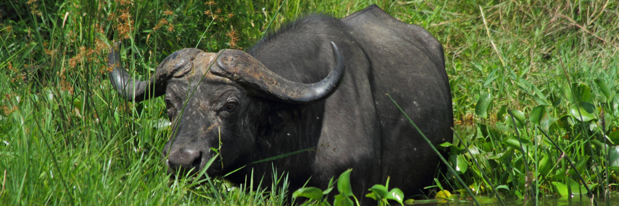 nile-buffalo