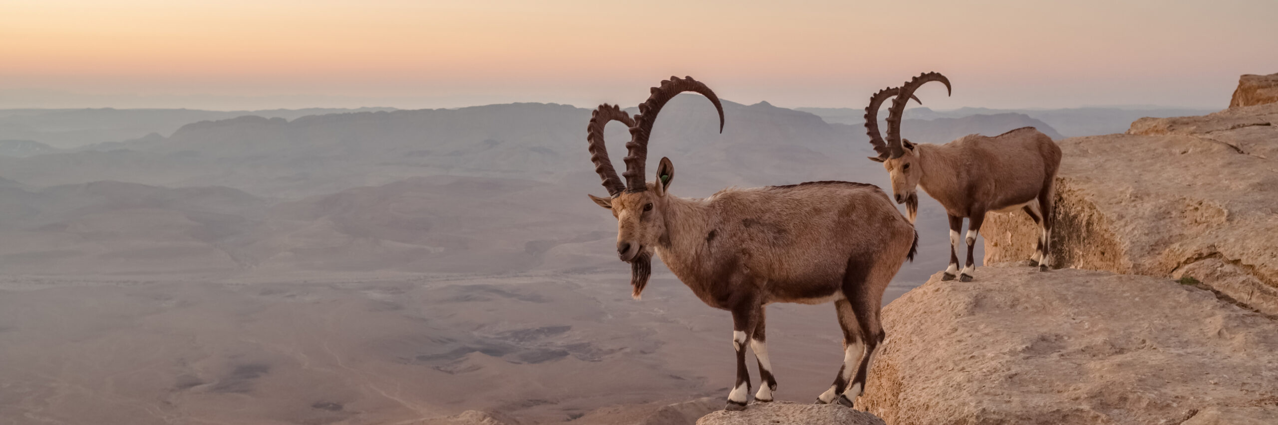 persian-desert-ibex
