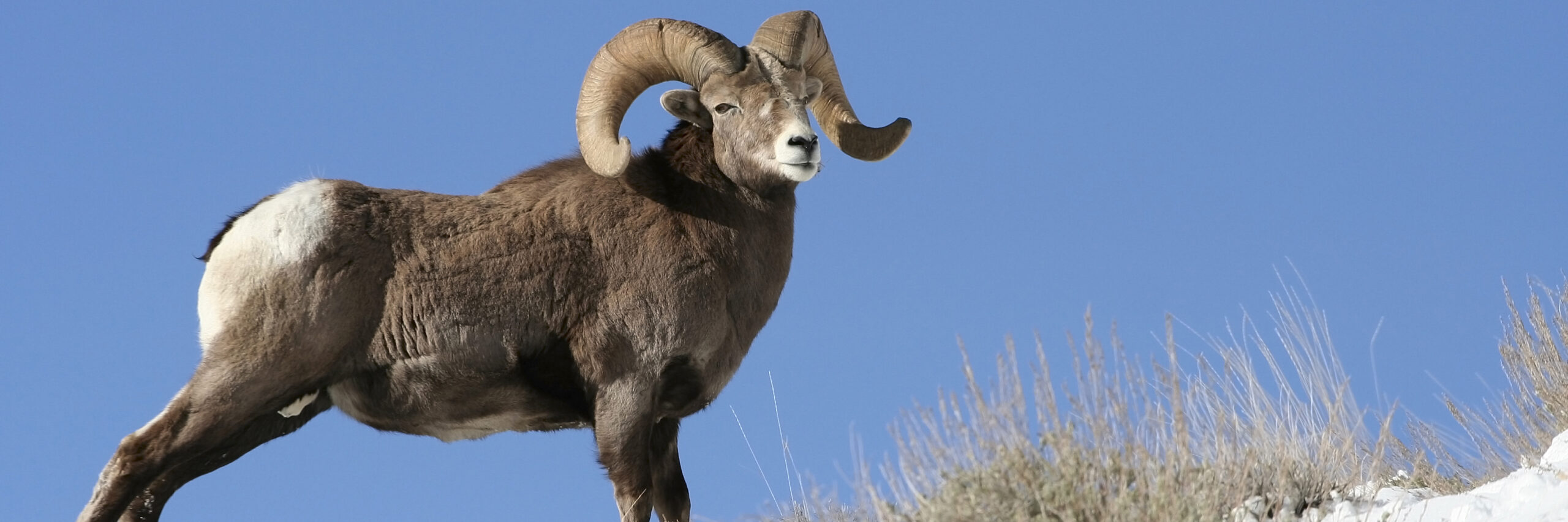 rocky-mountain-bighorn-sheep