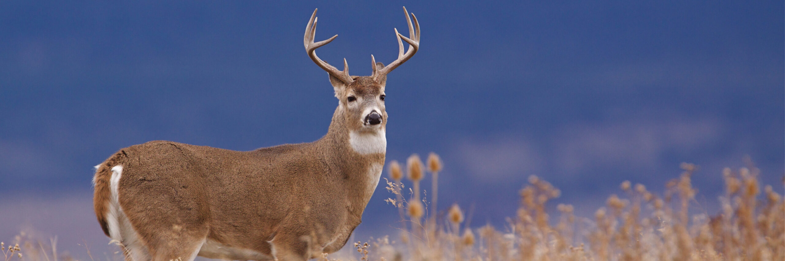 south-american-white-tailed-deer