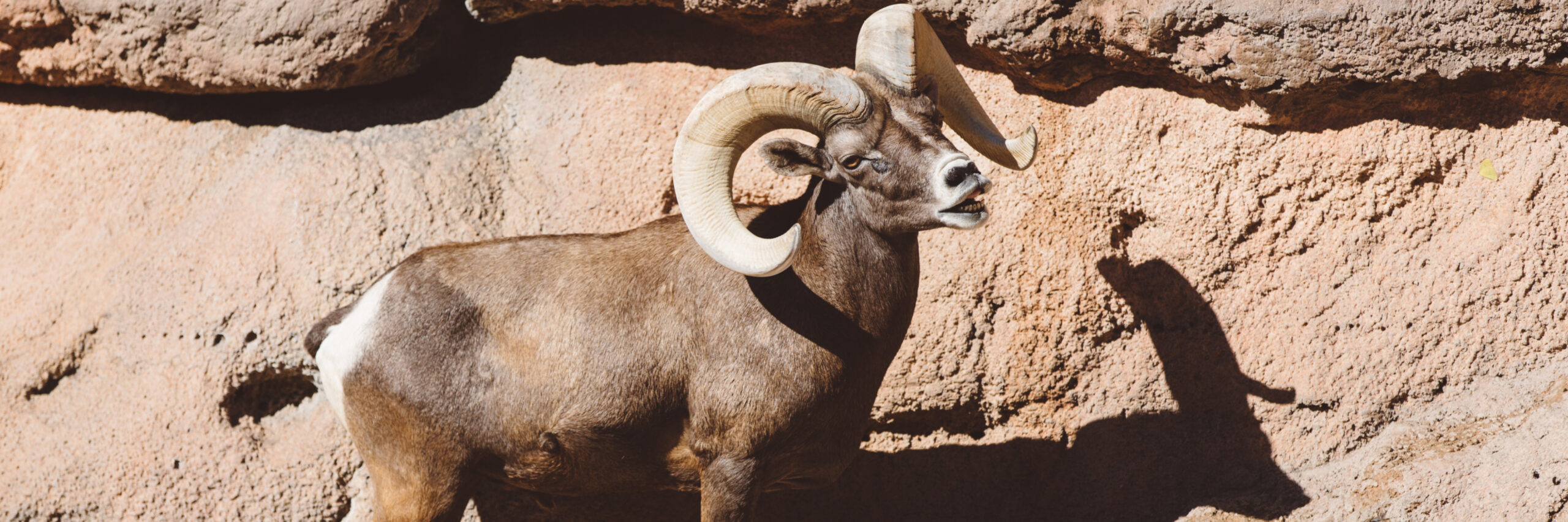 south-baja-desert-bighorn-sheep