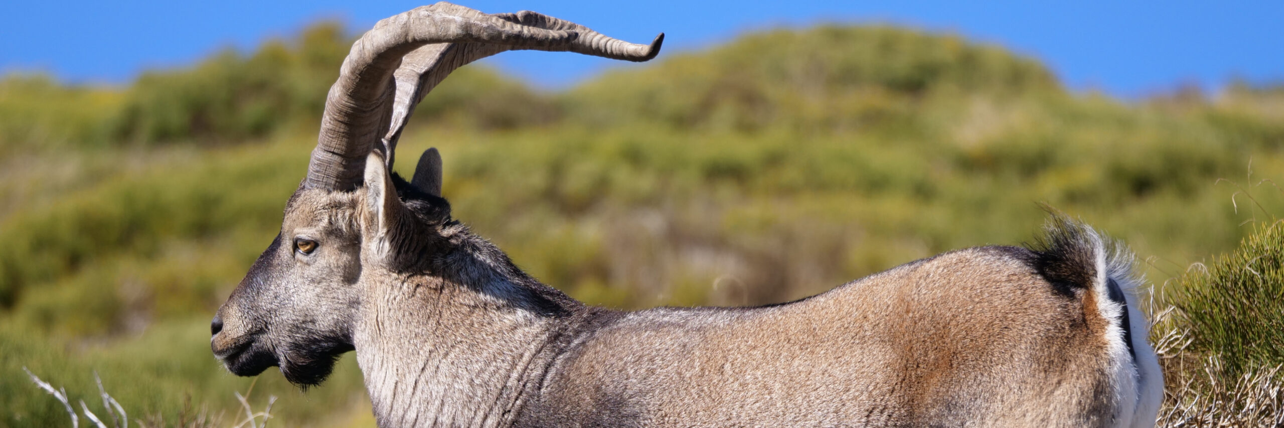 southeastern-spanish-ibex